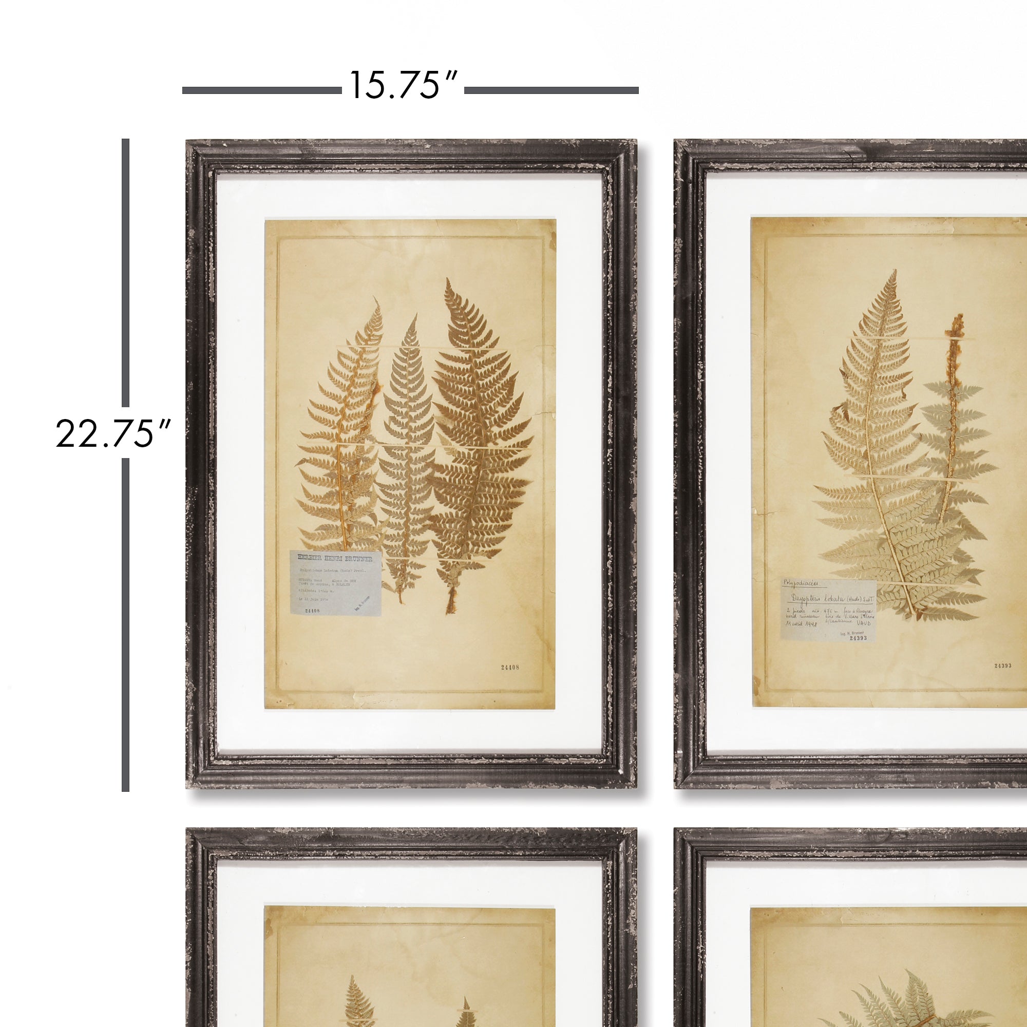 Framed Antique Fern, Set of 8