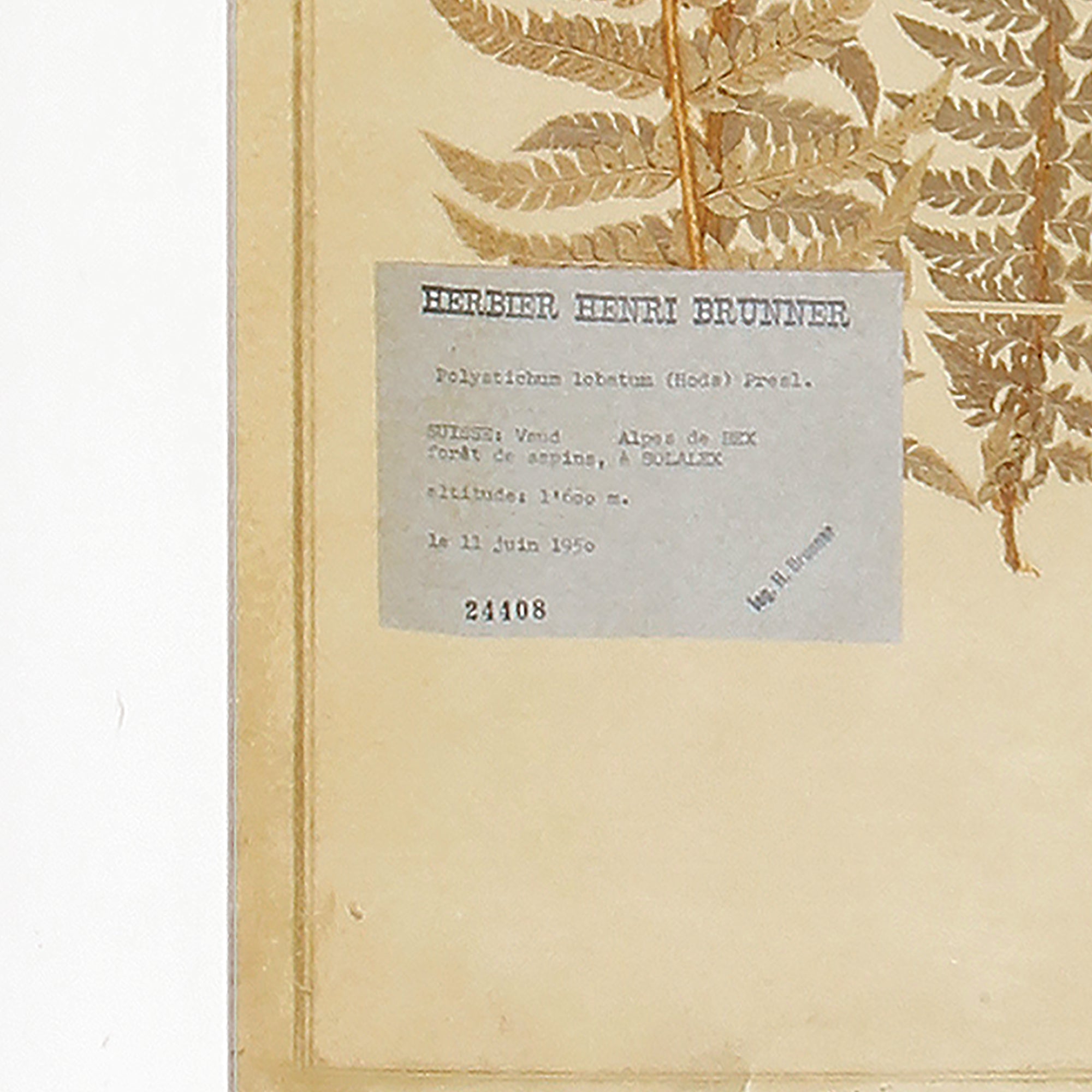 Framed Antique Fern, Set of 8