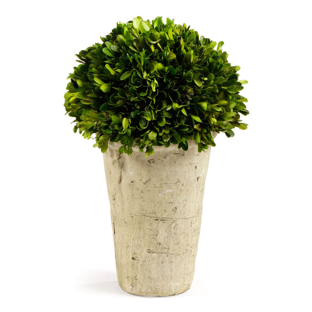 Evergreen Three-Quarter Ball in Pot