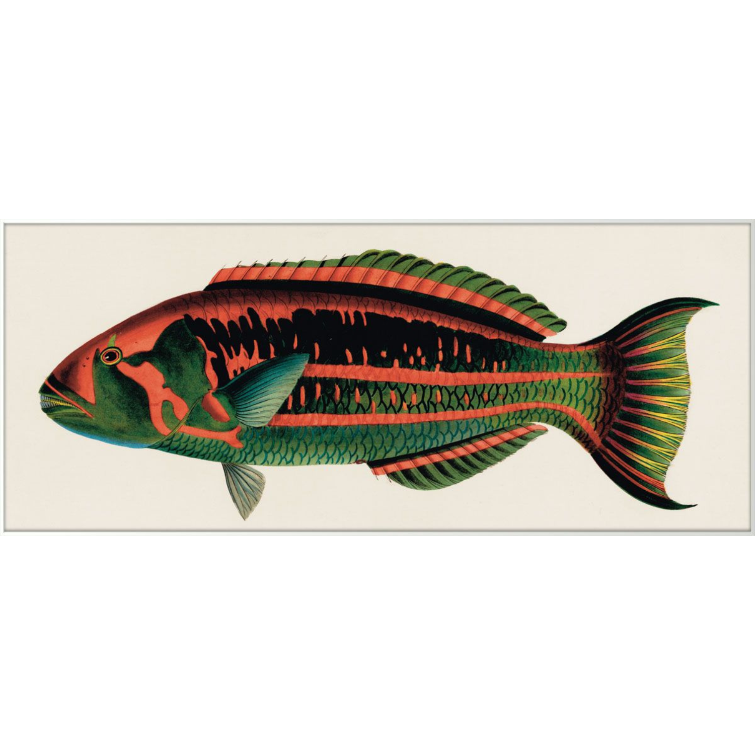 Bennet Fish 2