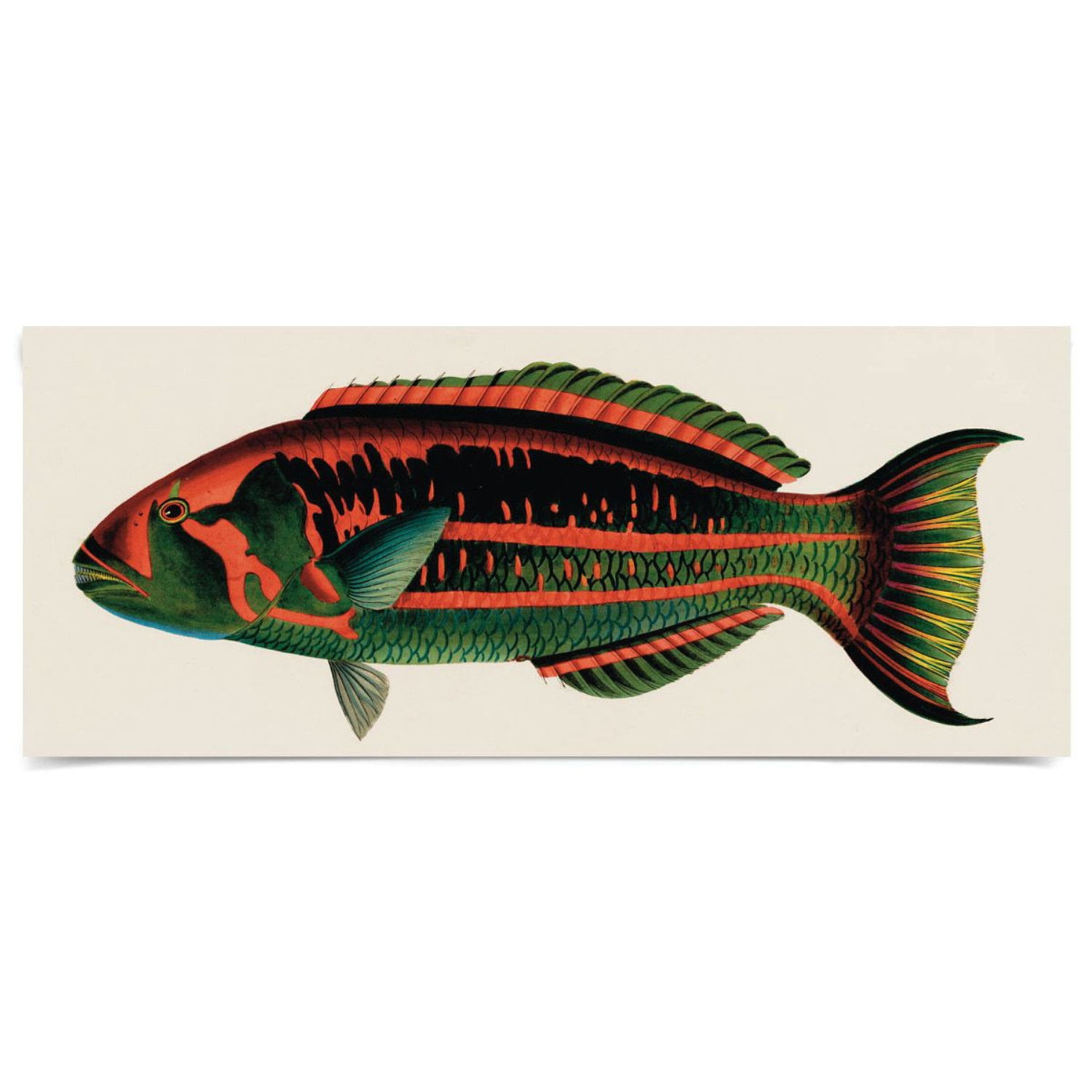 Bennet Fish 2