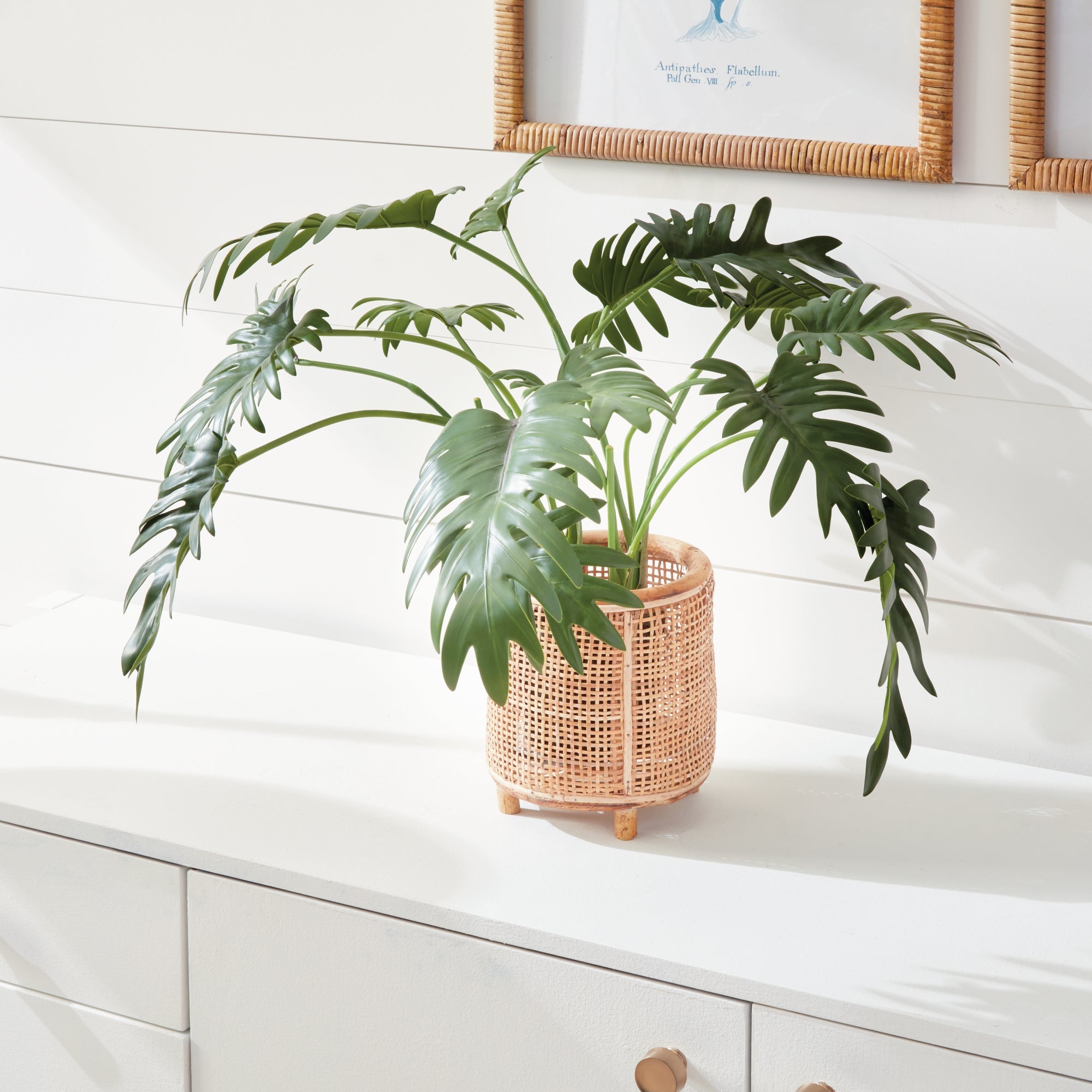 Tropical Leaf Selloum Drop-in 22.5"