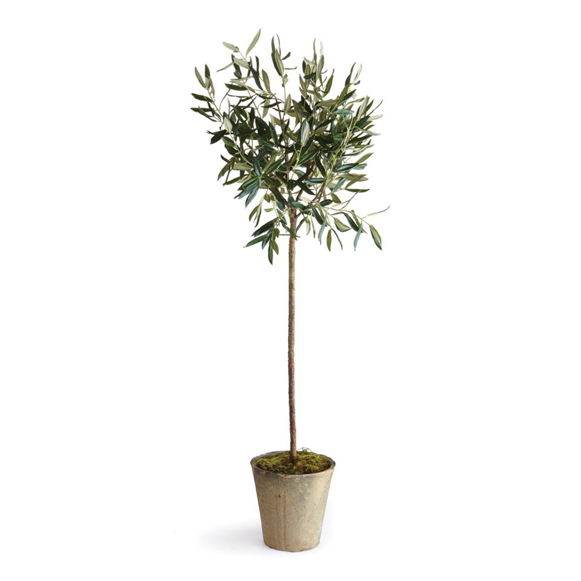 Olivia Potted Tree