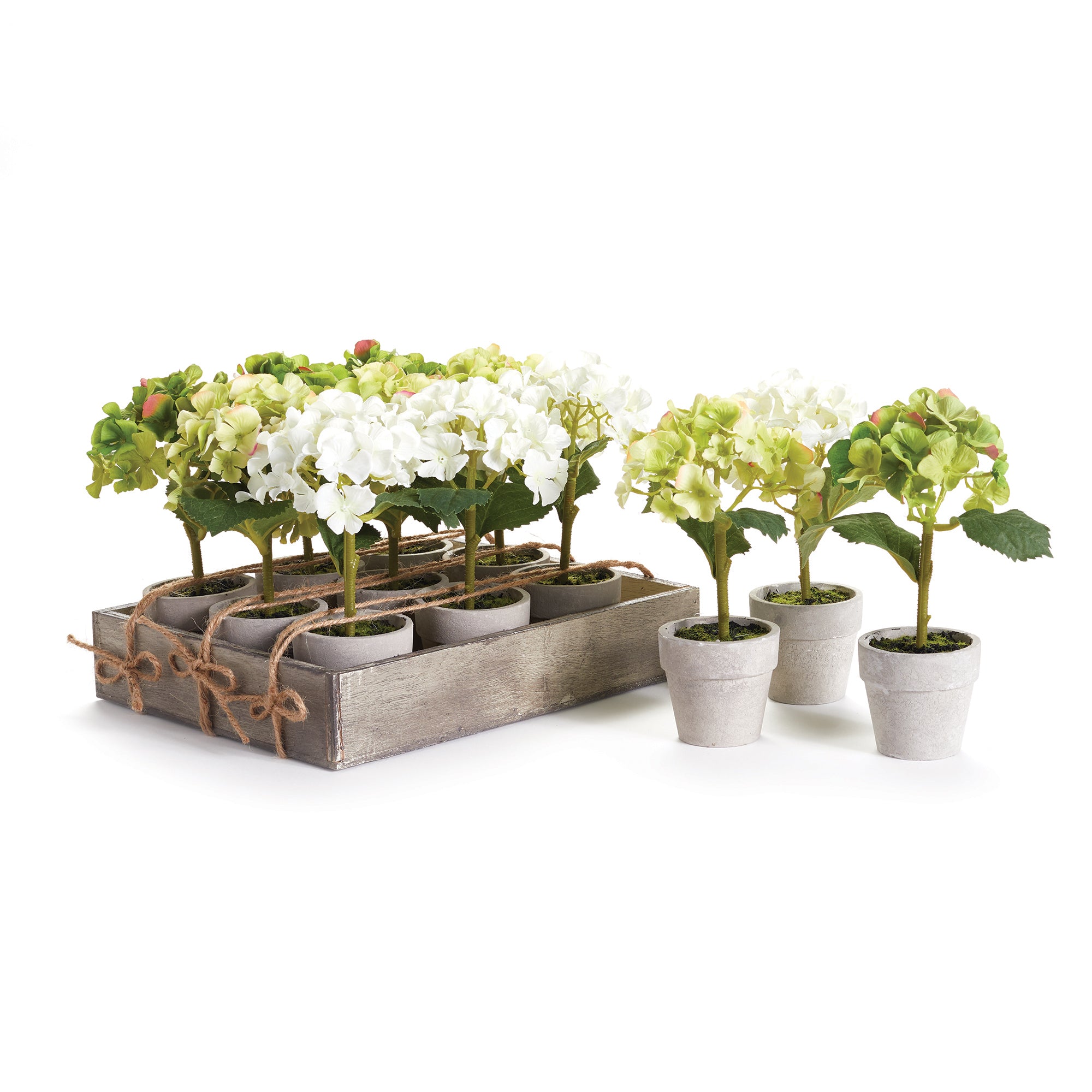Potted Mini Genus 7", Set of 12