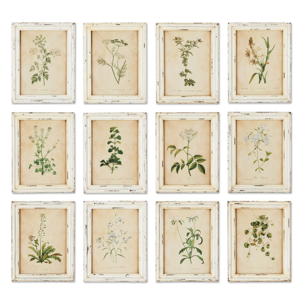 Framed Flora Botanical Prints, Set of 12