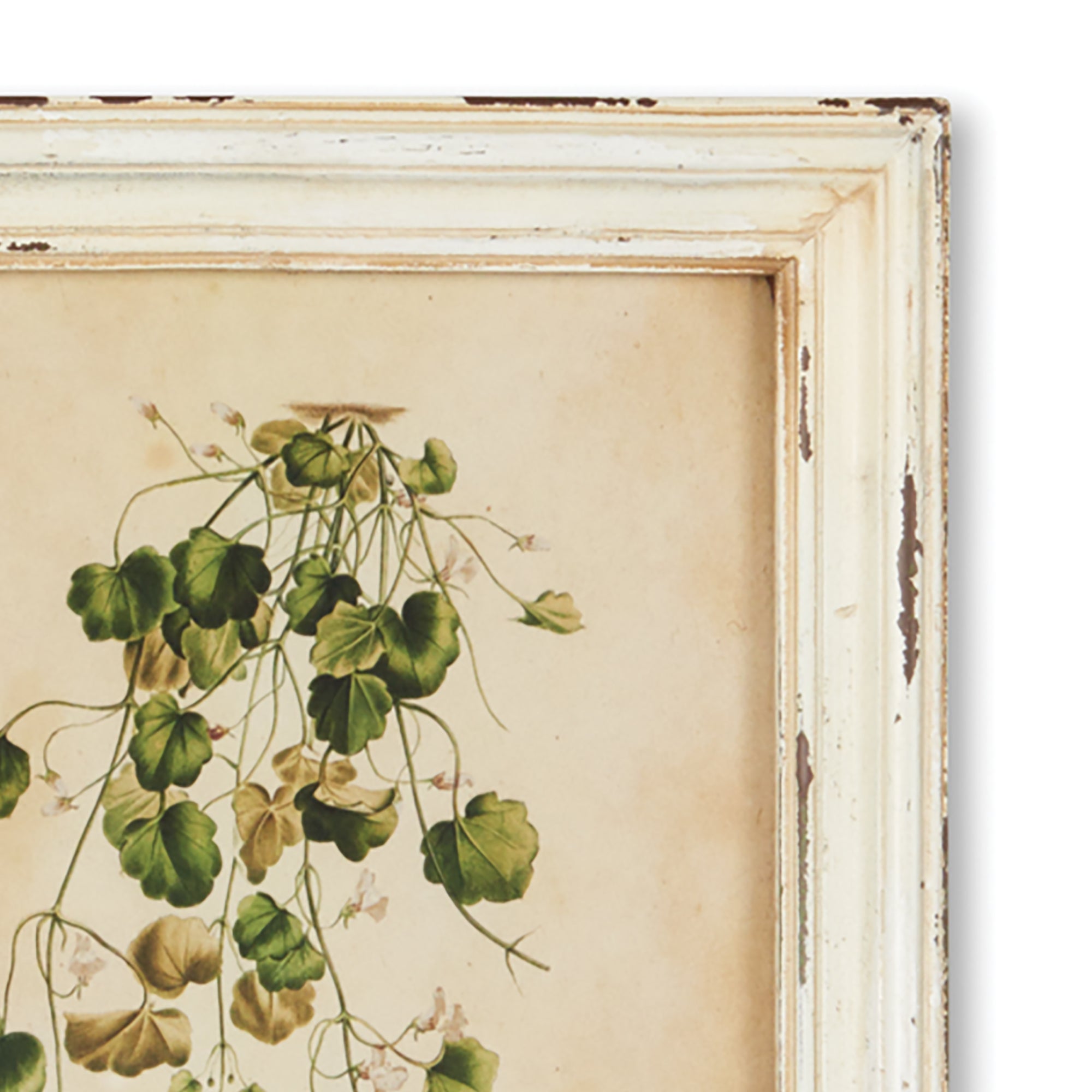 Framed Flora Botanical Prints, Set of 12
