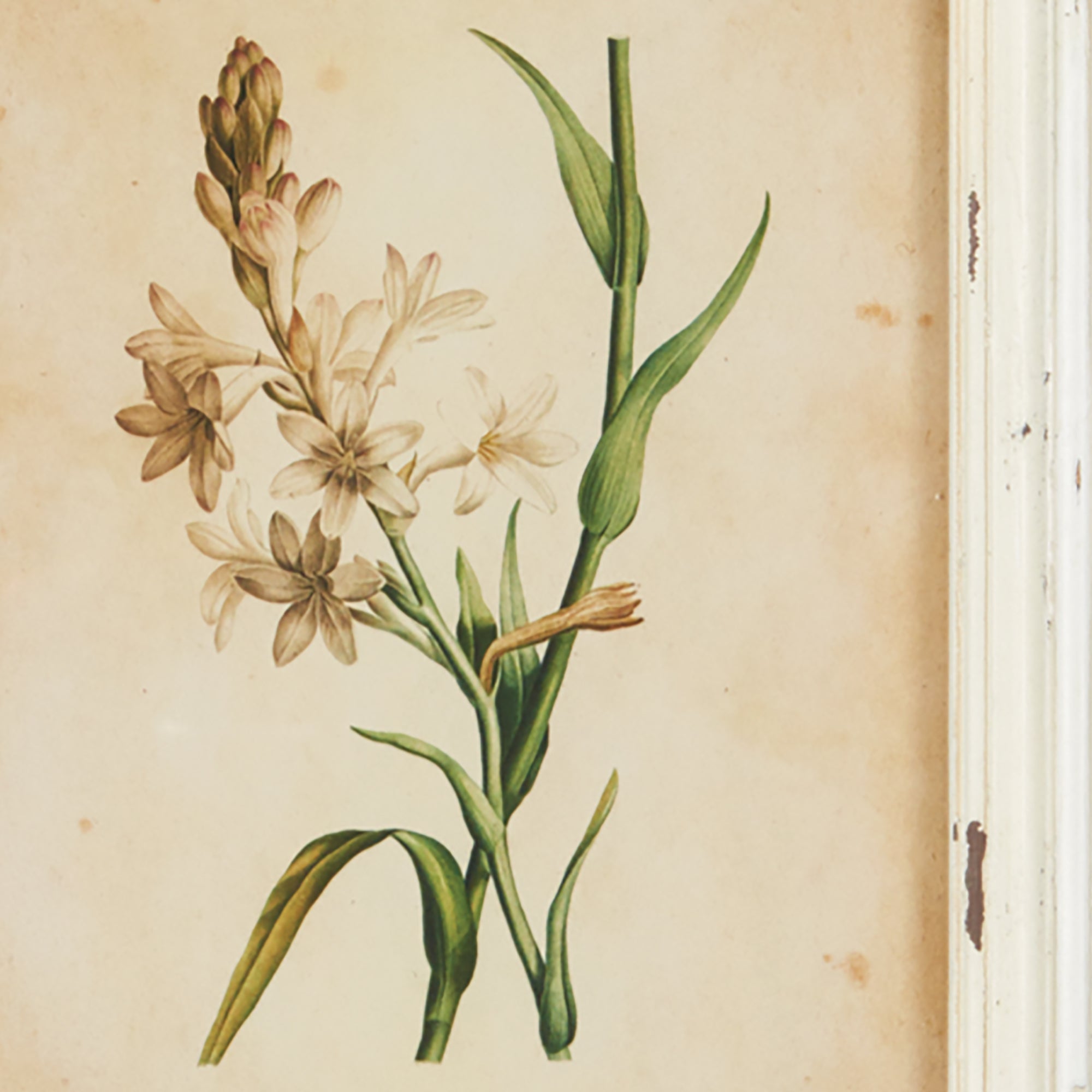 Framed Flora Botanical Prints, Set of 12