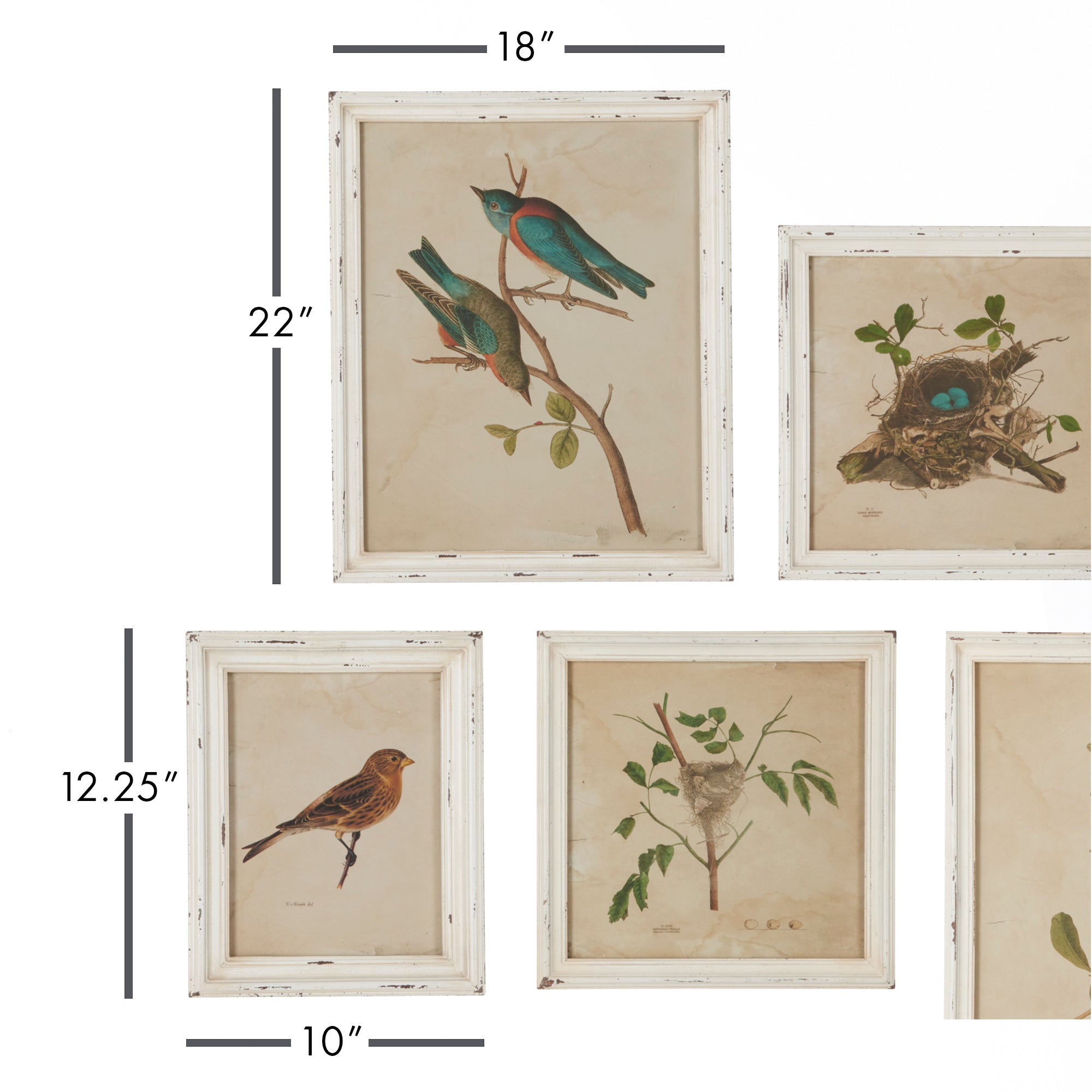 Framed Bird Sanctuary Prints, Set of 9