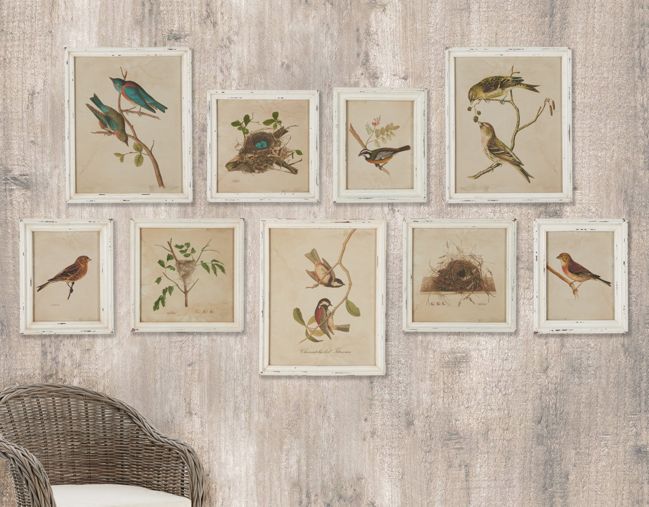 Framed Bird Sanctuary Prints, Set of 9