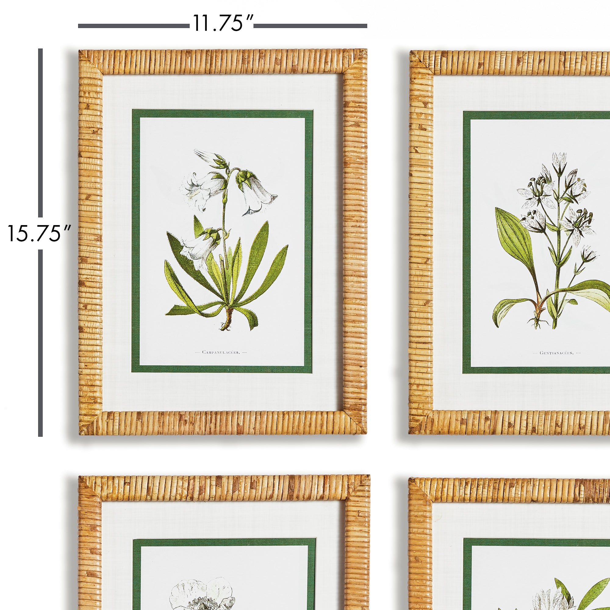 Ivory Floral Study Set of 4
