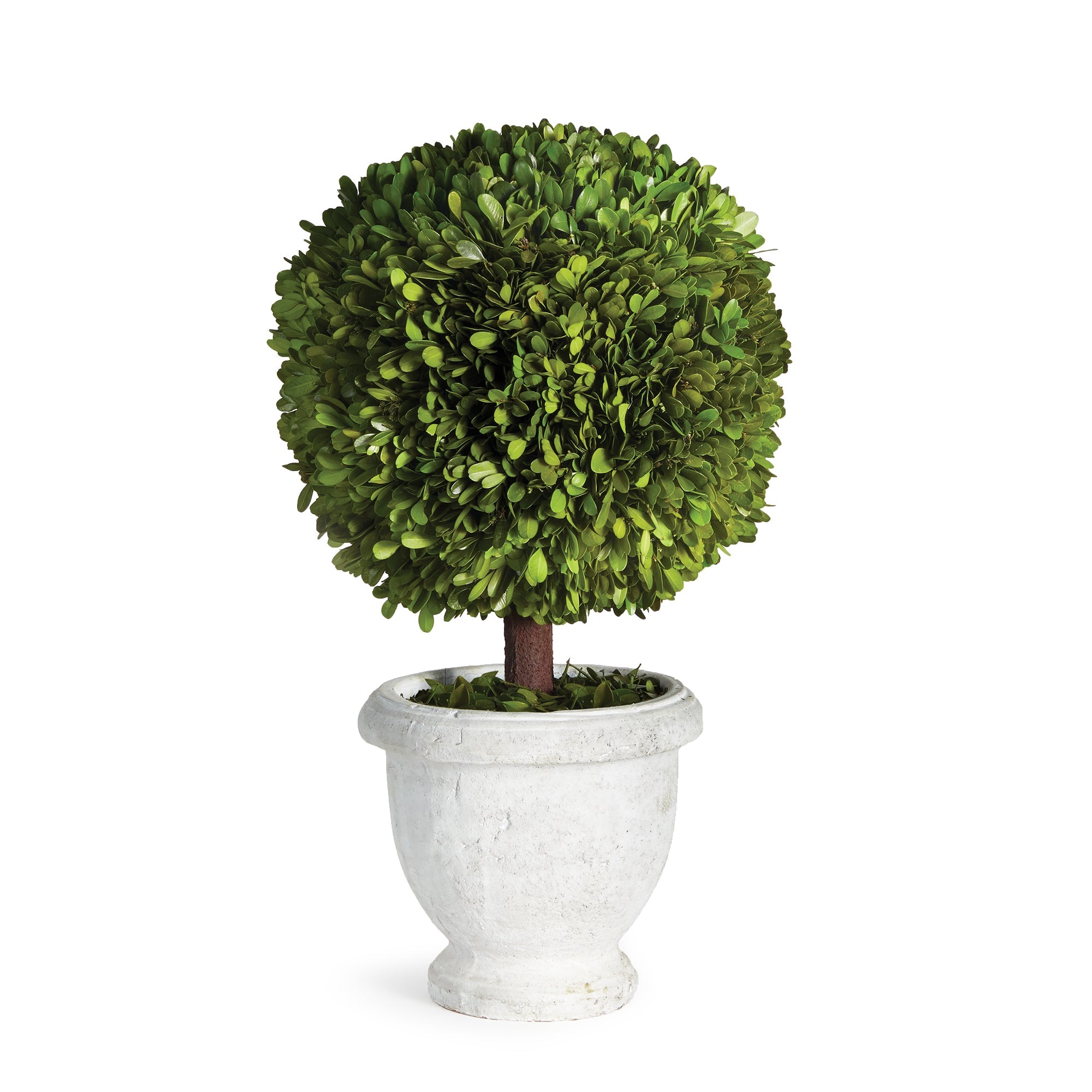 Evergreen Single 11" Ball Topiary in Pot
