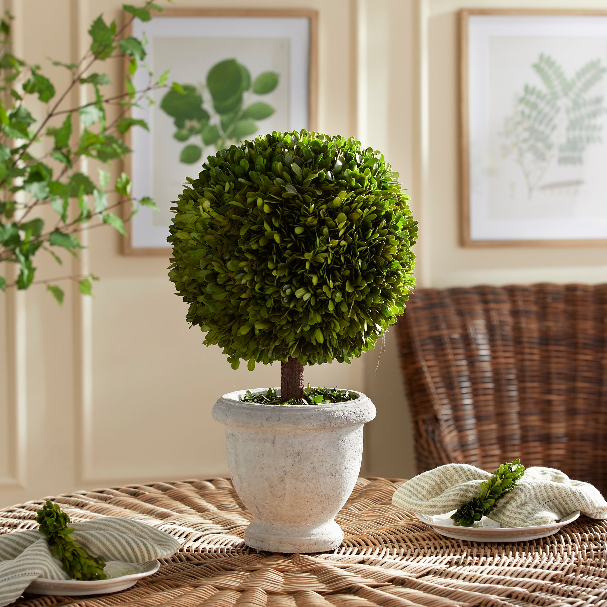 Evergreen Single 11" Ball Topiary in Pot