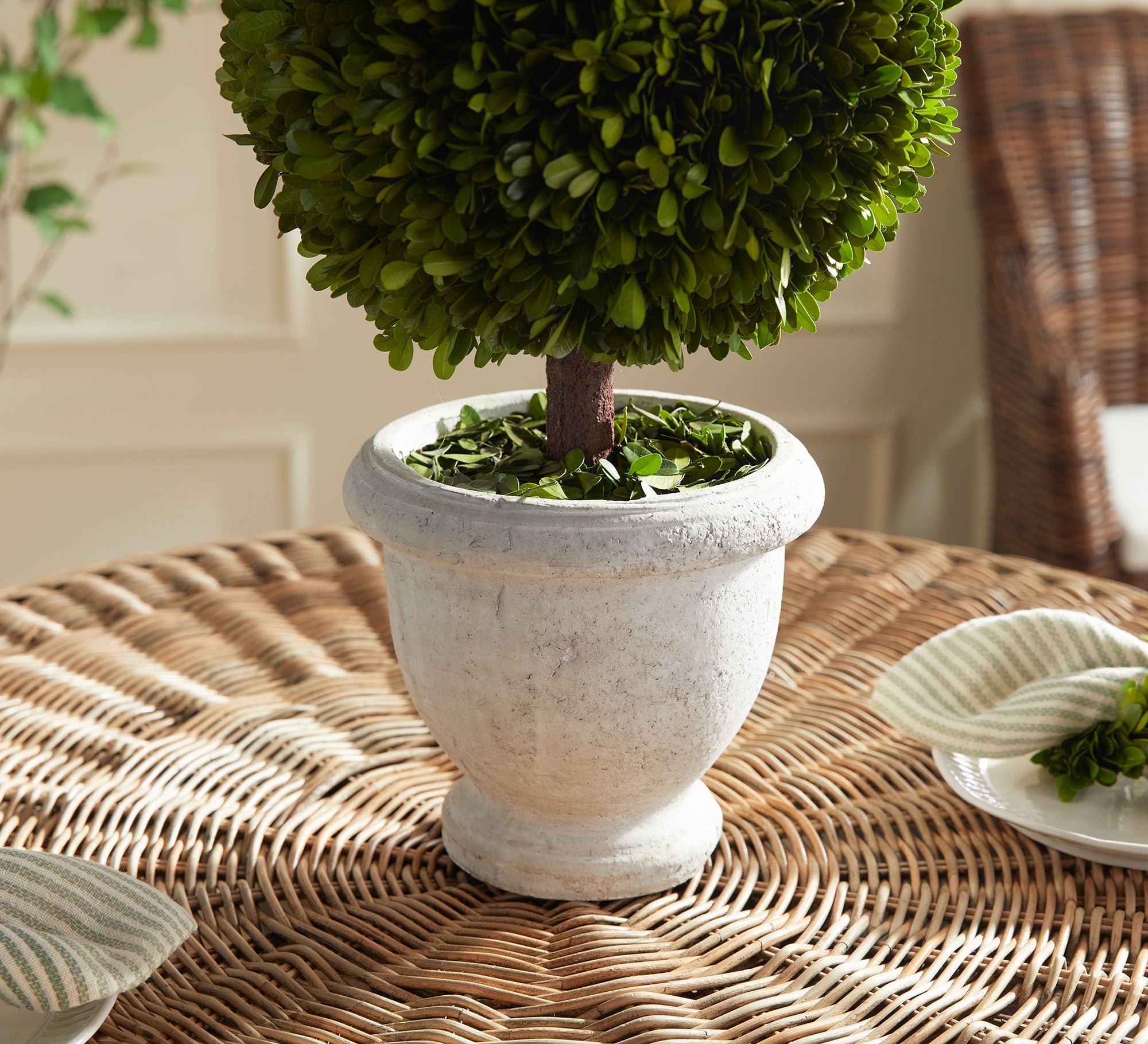 Evergreen Single 11" Ball Topiary in Pot