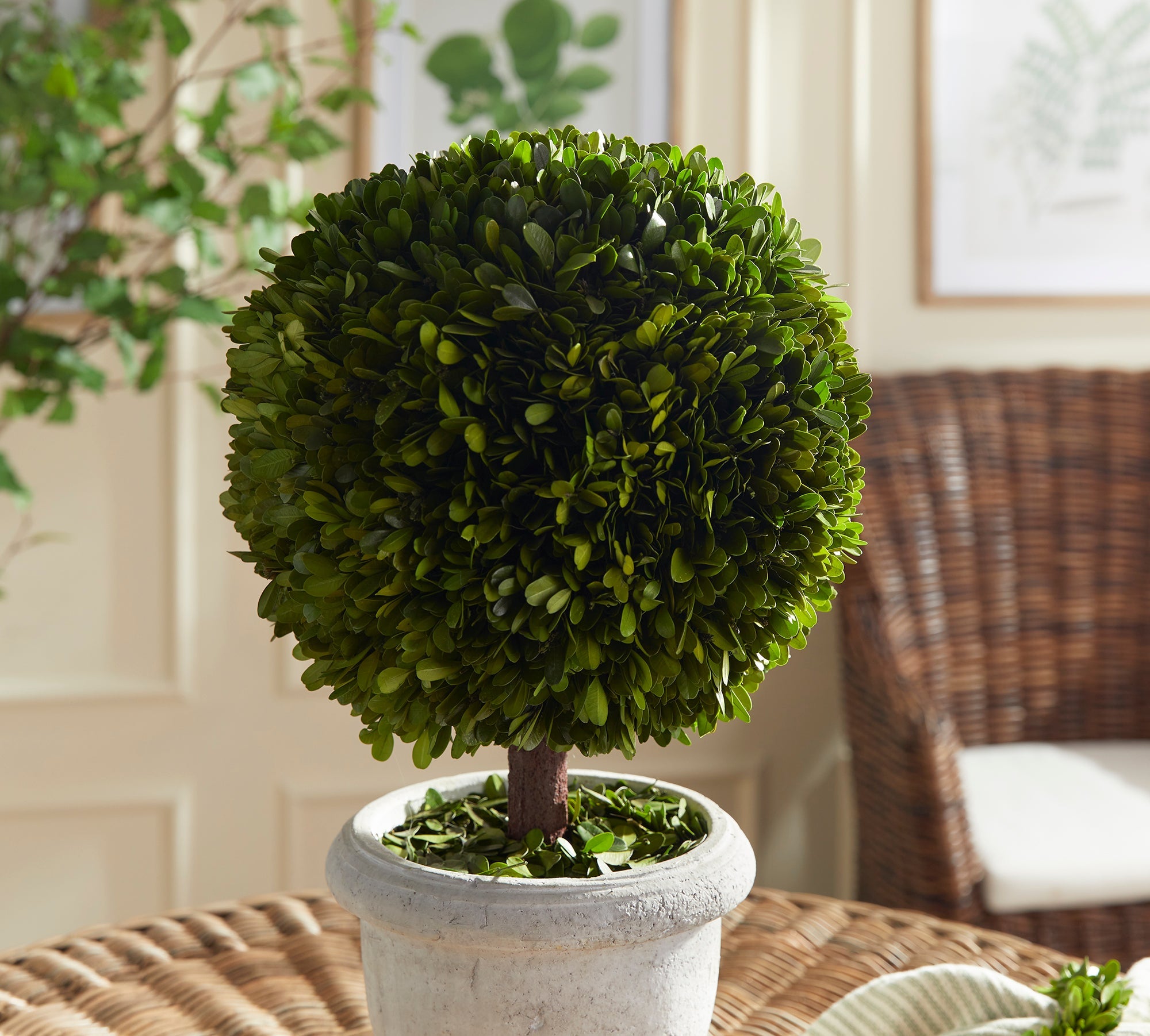 Evergreen Single 11" Ball Topiary in Pot