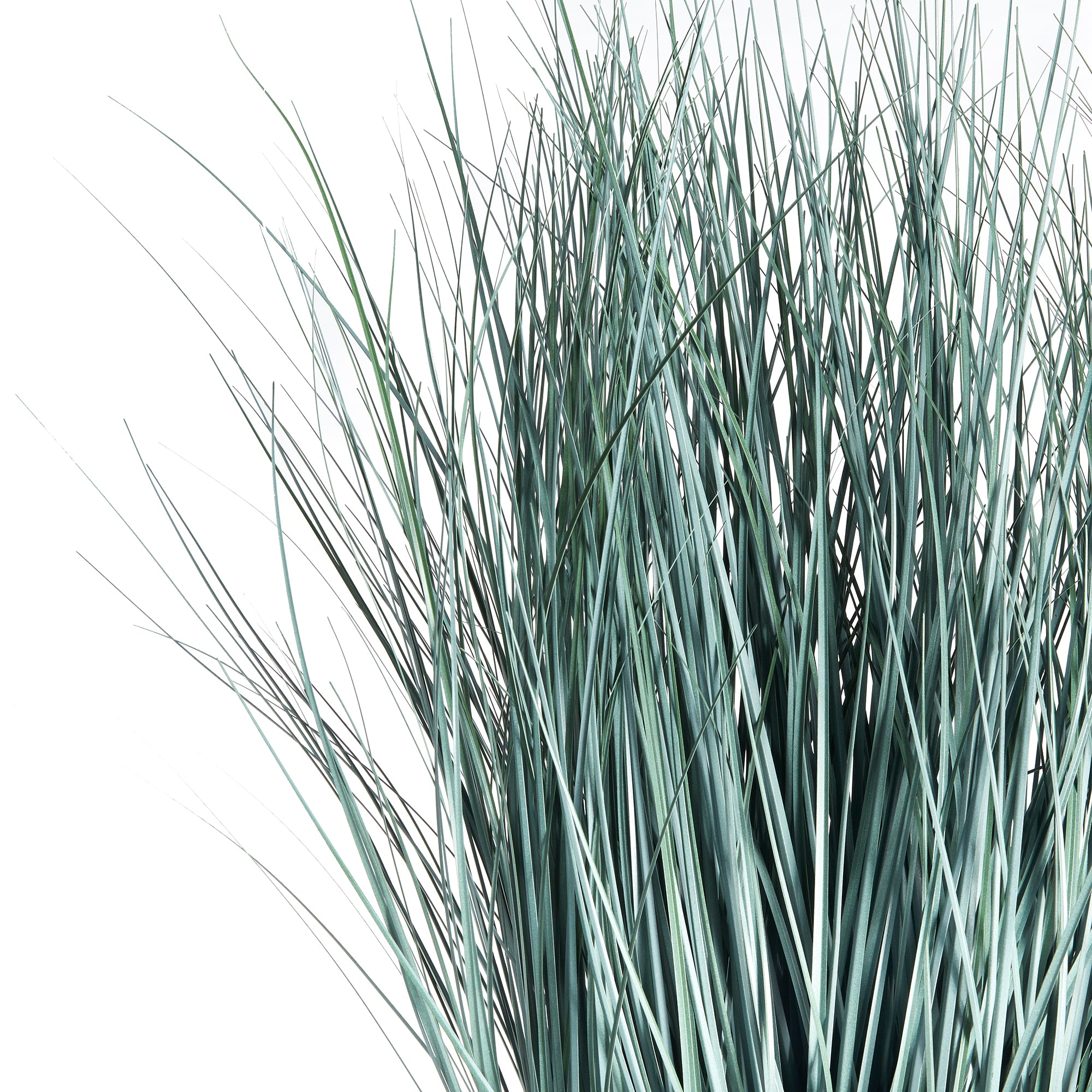 BLUE OAT GRASS DROP-IN 32""