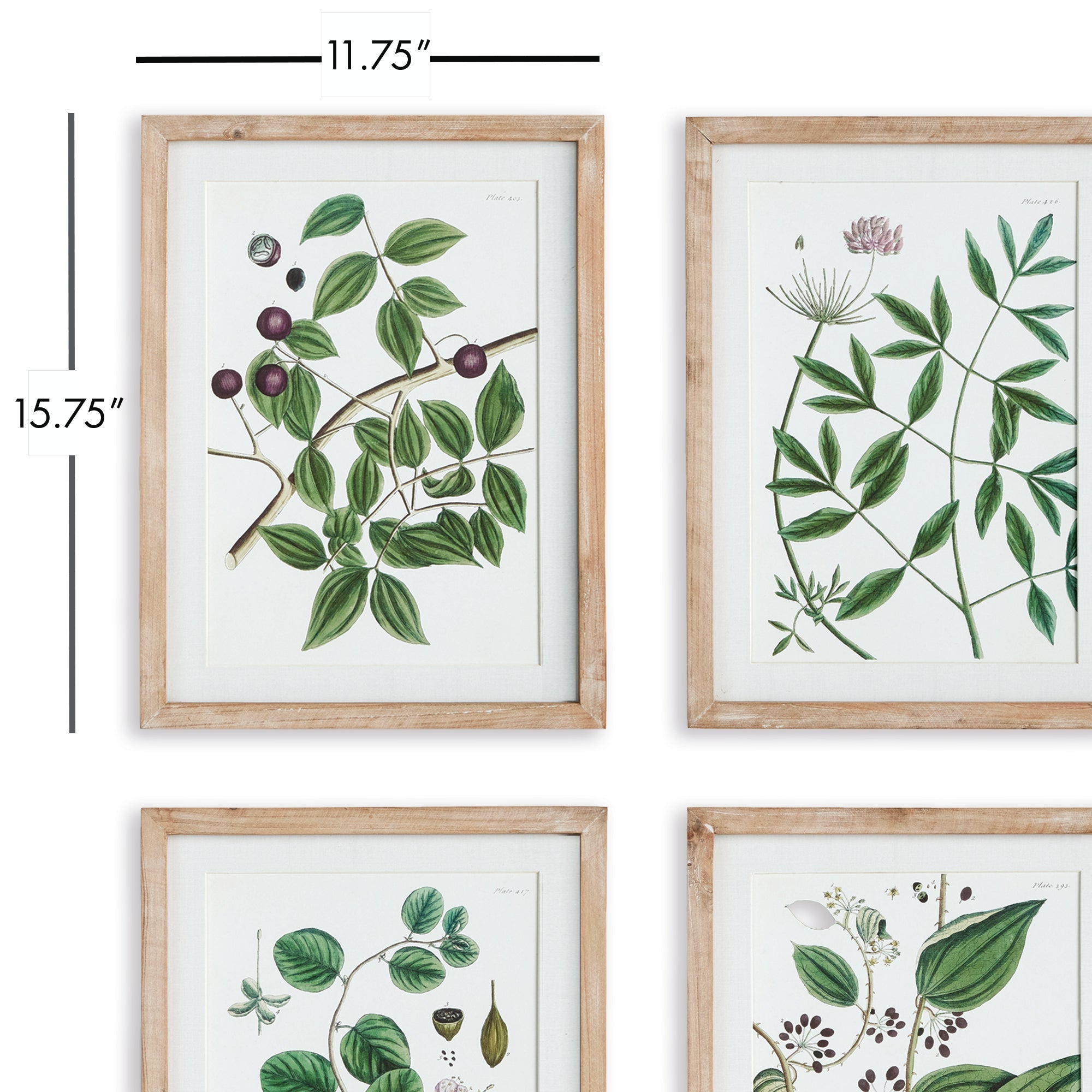 Verdantia Branch Prints, Set of 4