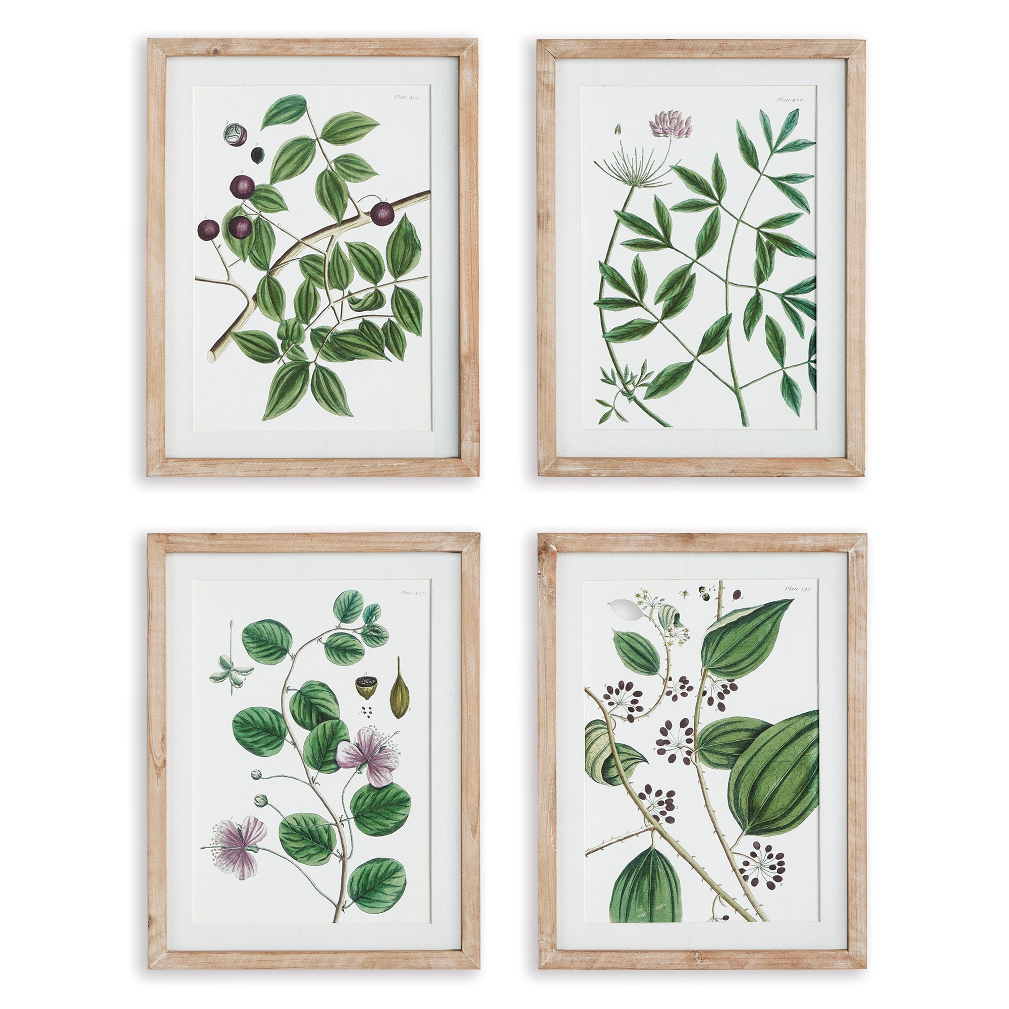 Verdantia Branch Prints, Set of 4