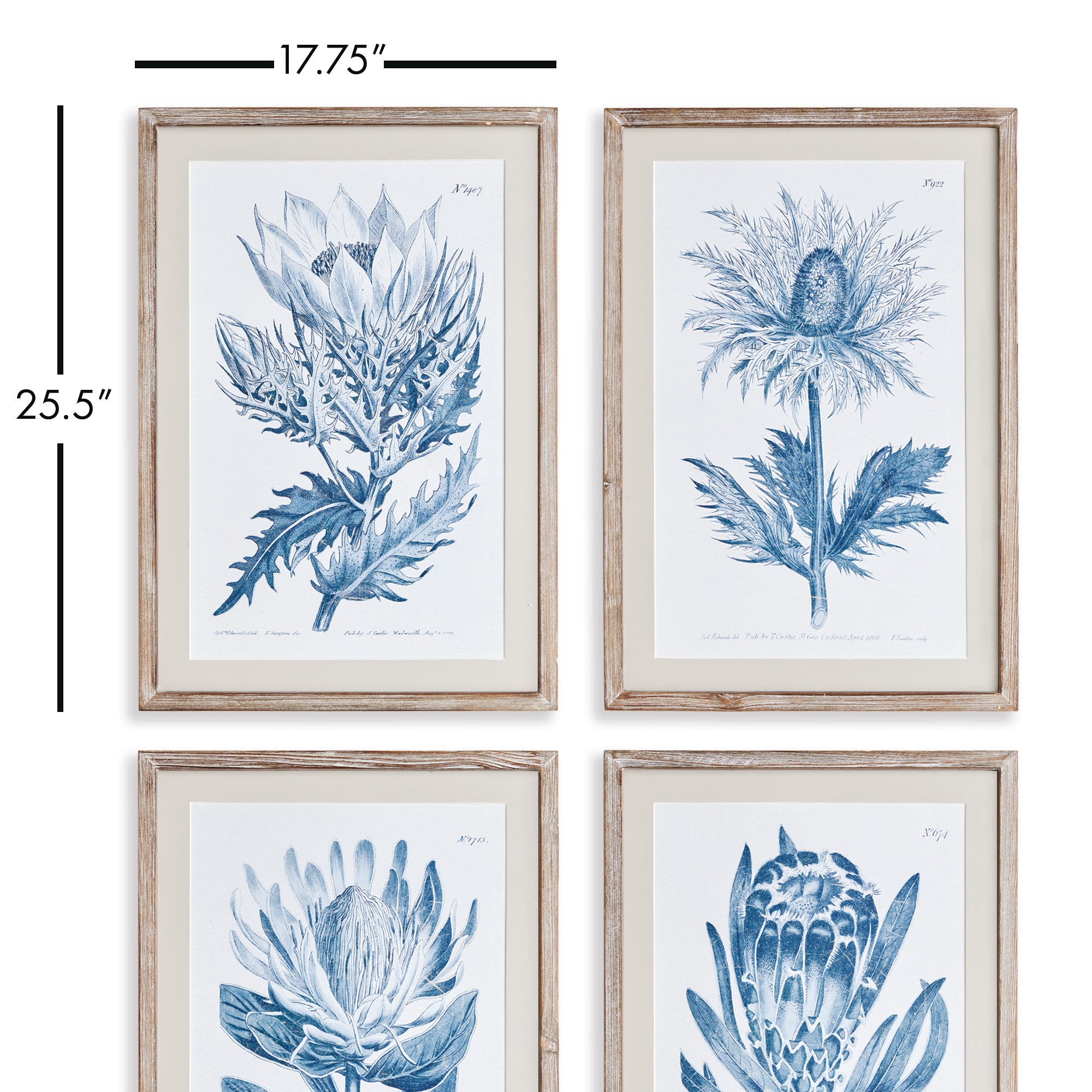 Mariella Protea Prints Set of 4