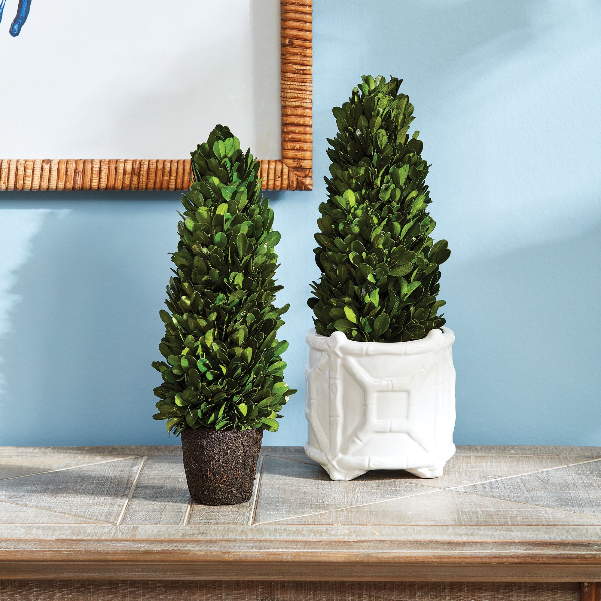 Evergreen Cone Topiary Drop-in