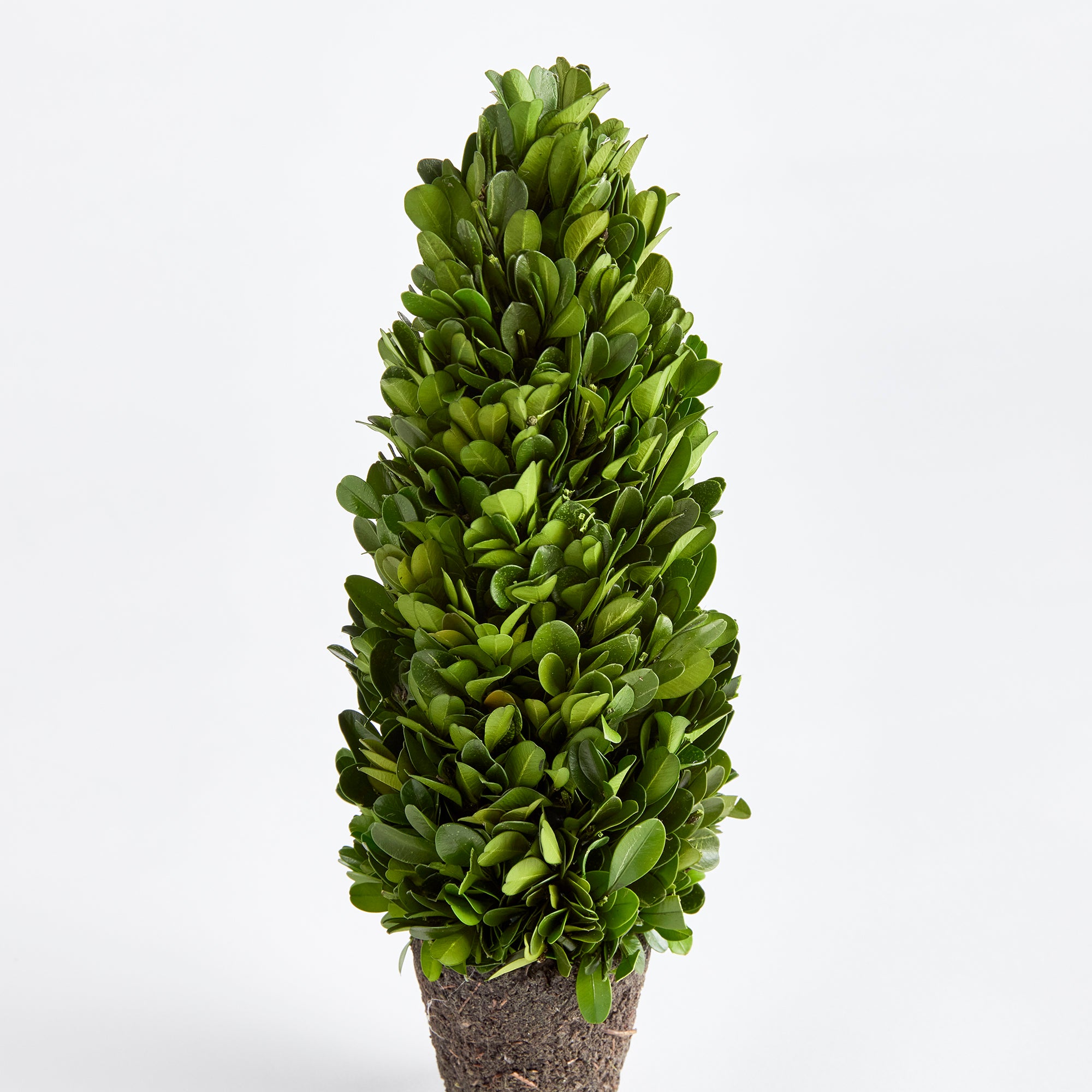 Evergreen Cone Topiary Drop-in