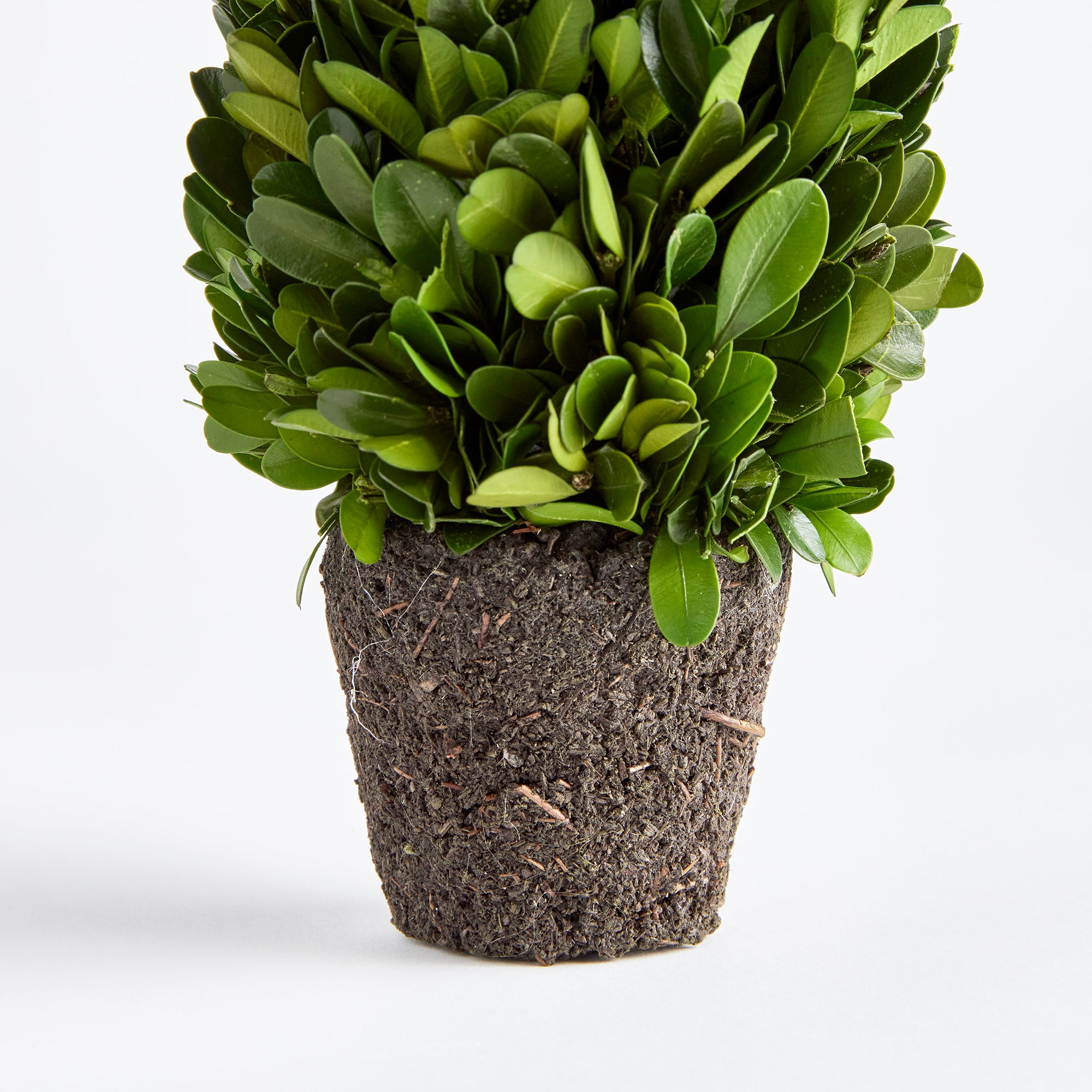 Evergreen Cone Topiary Drop-in
