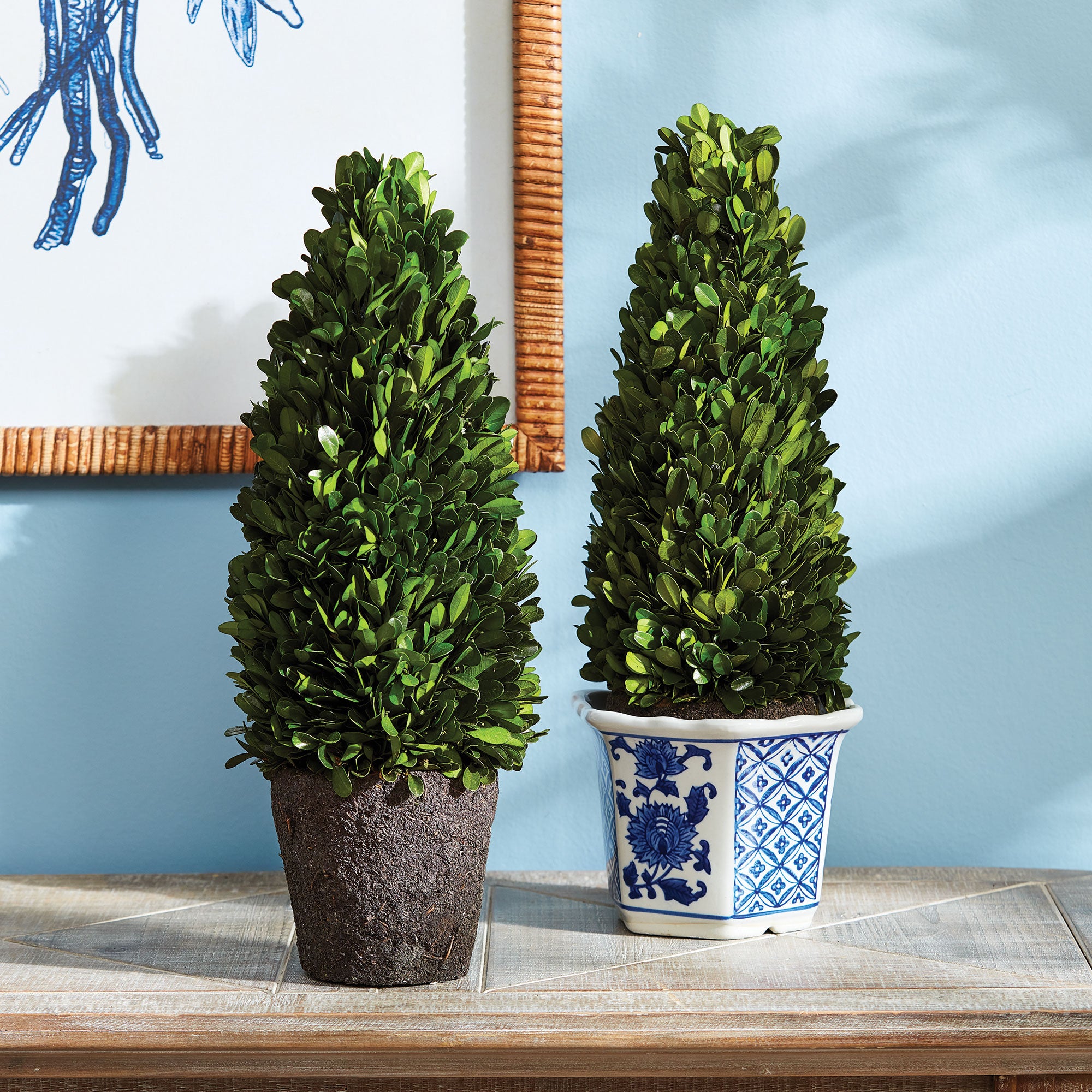 Evergreen Cone Topiary Drop-in