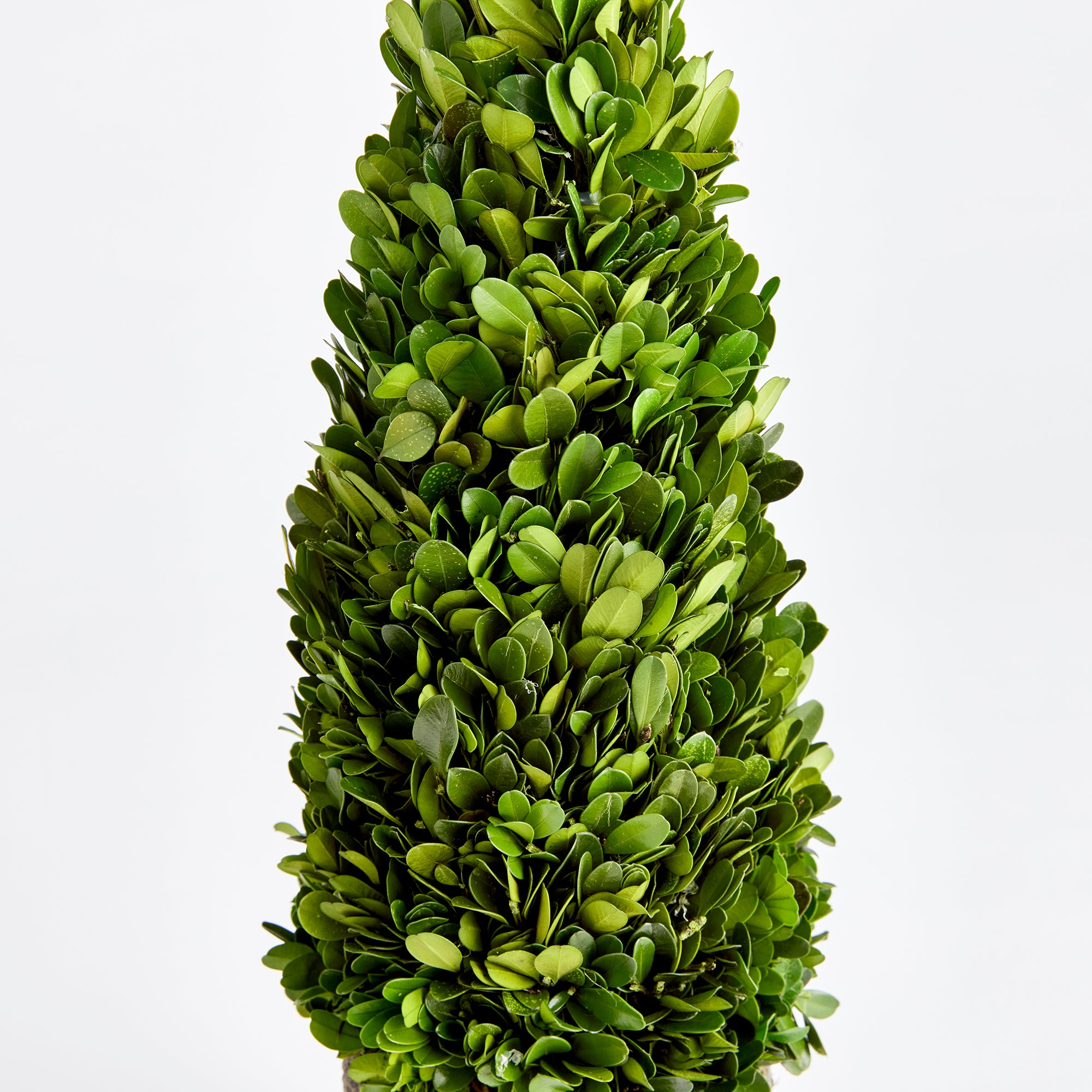 Evergreen Cone Topiary Drop-in