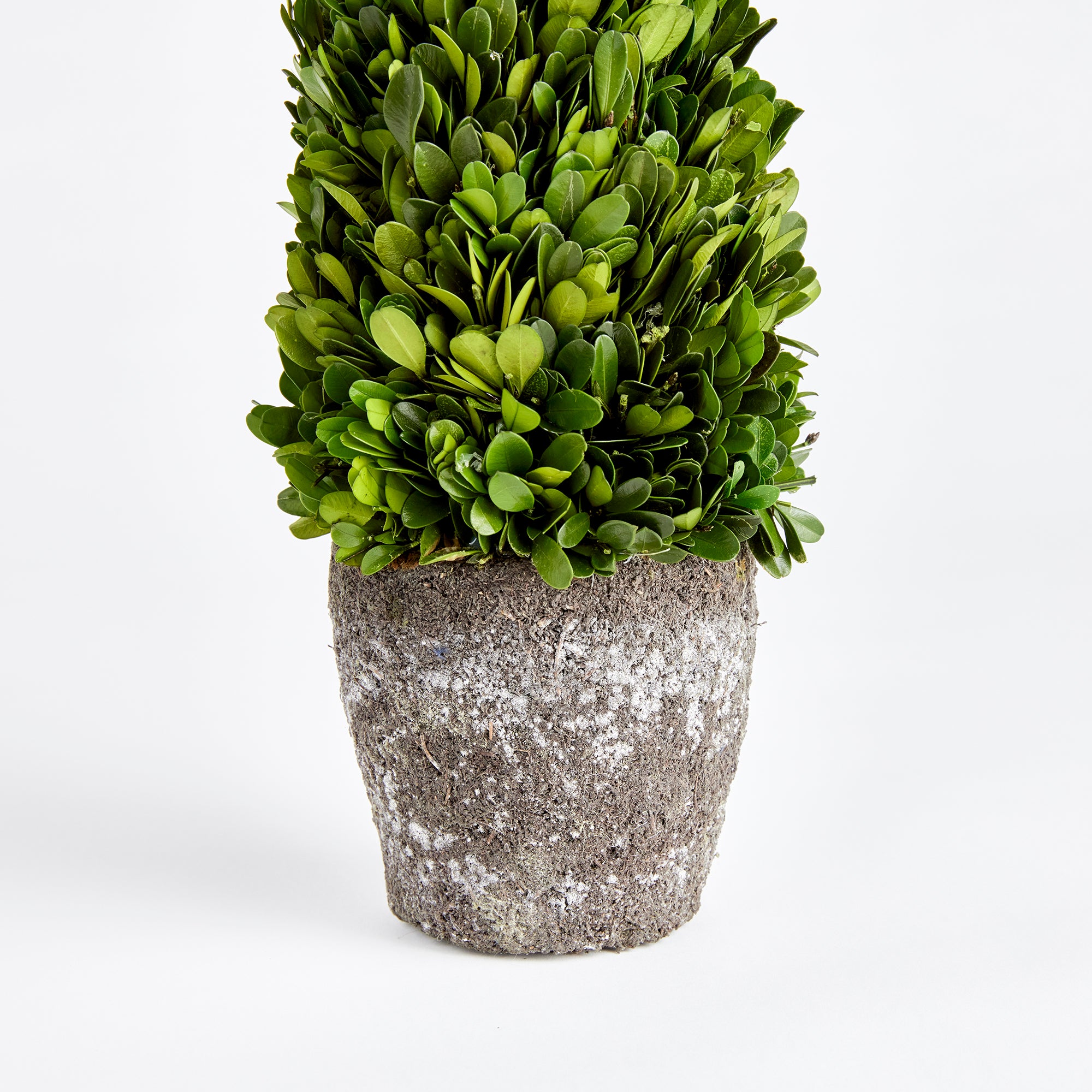 Evergreen Cone Topiary Drop-in