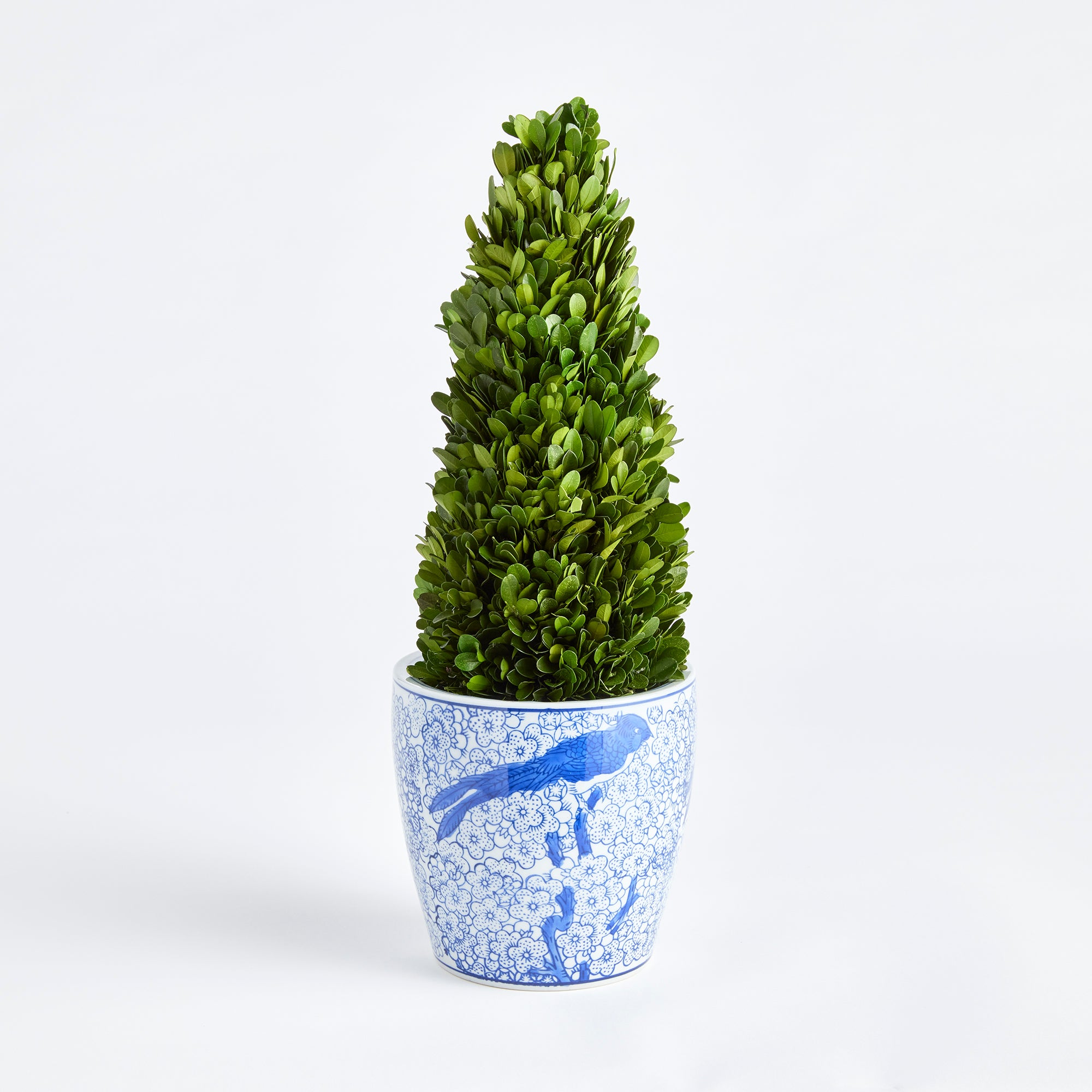 Evergreen Cone Topiary Drop-in