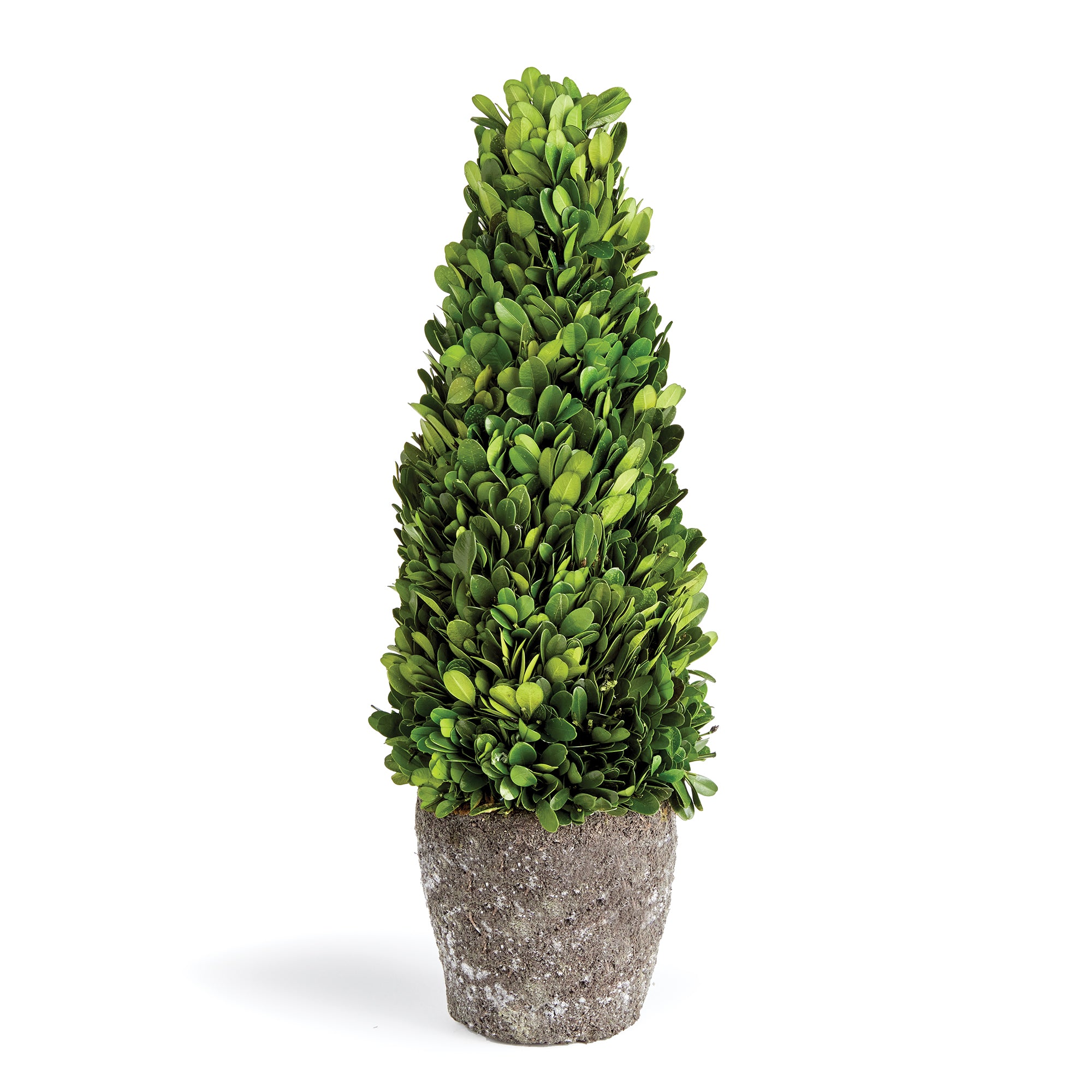 Evergreen Cone Topiary Drop-in