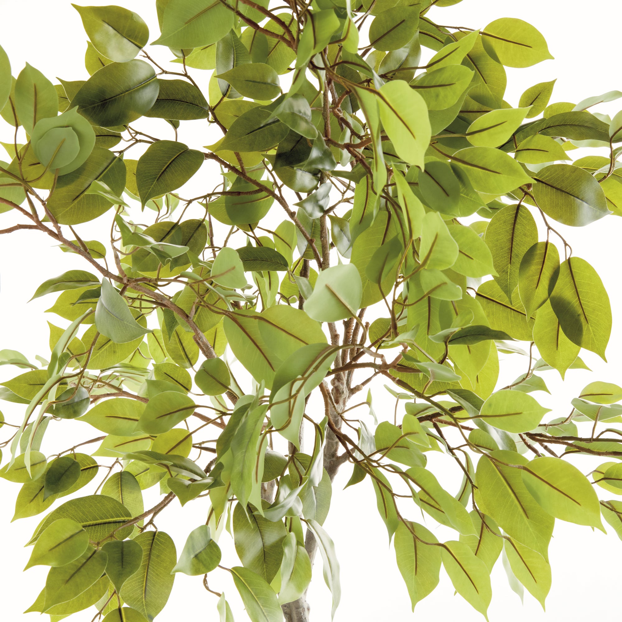 Fiora Tree Drop-in 51"