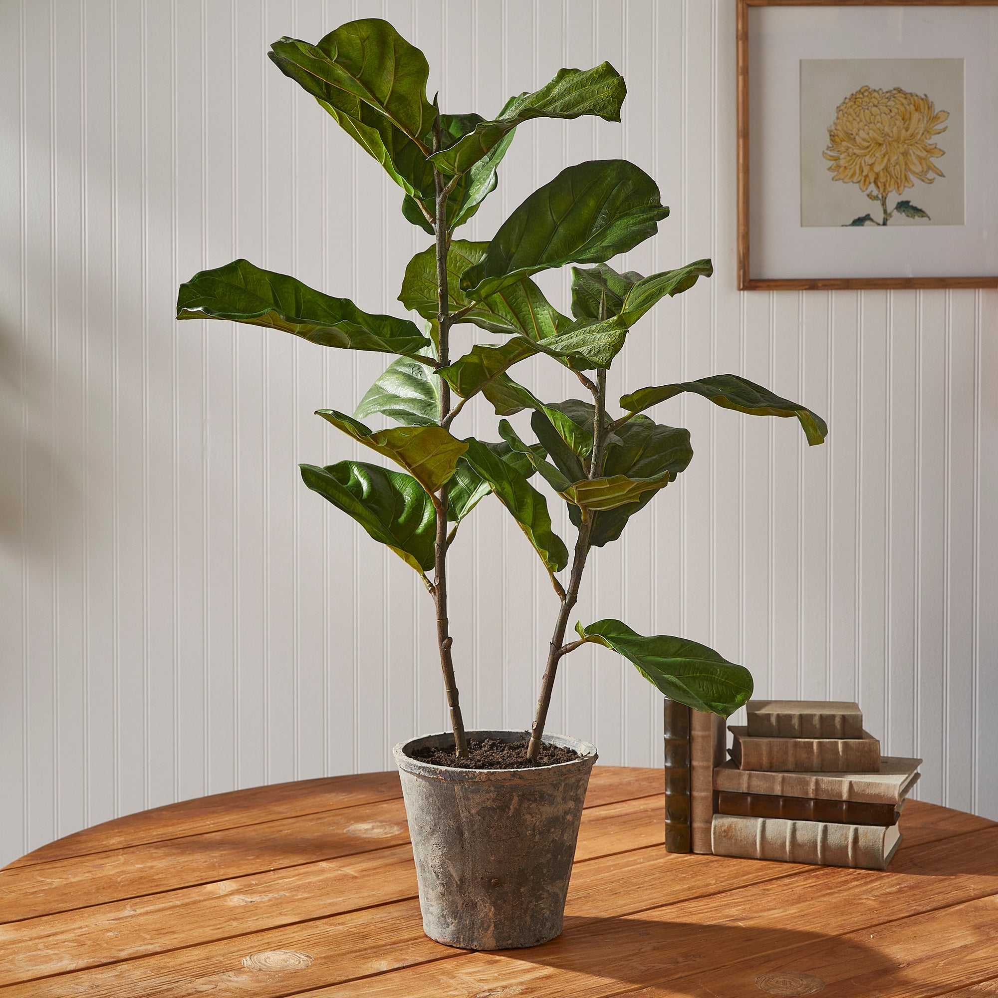 Kellan Fiddle Leaf Fig Potted 43"