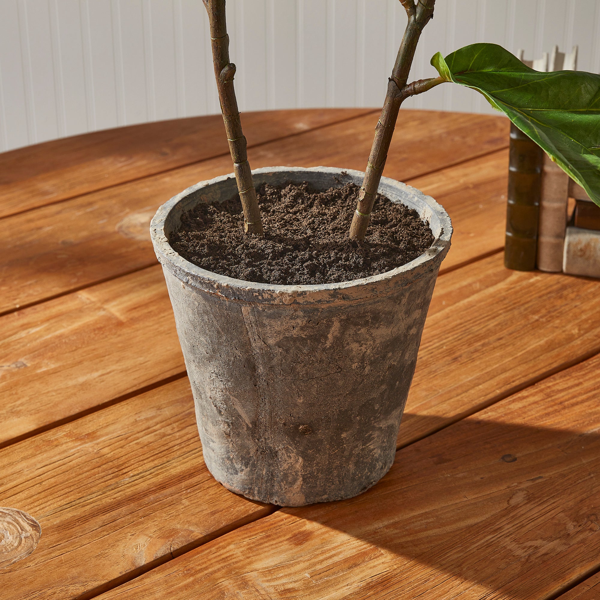 Kellan Fiddle Leaf Fig Potted 43"