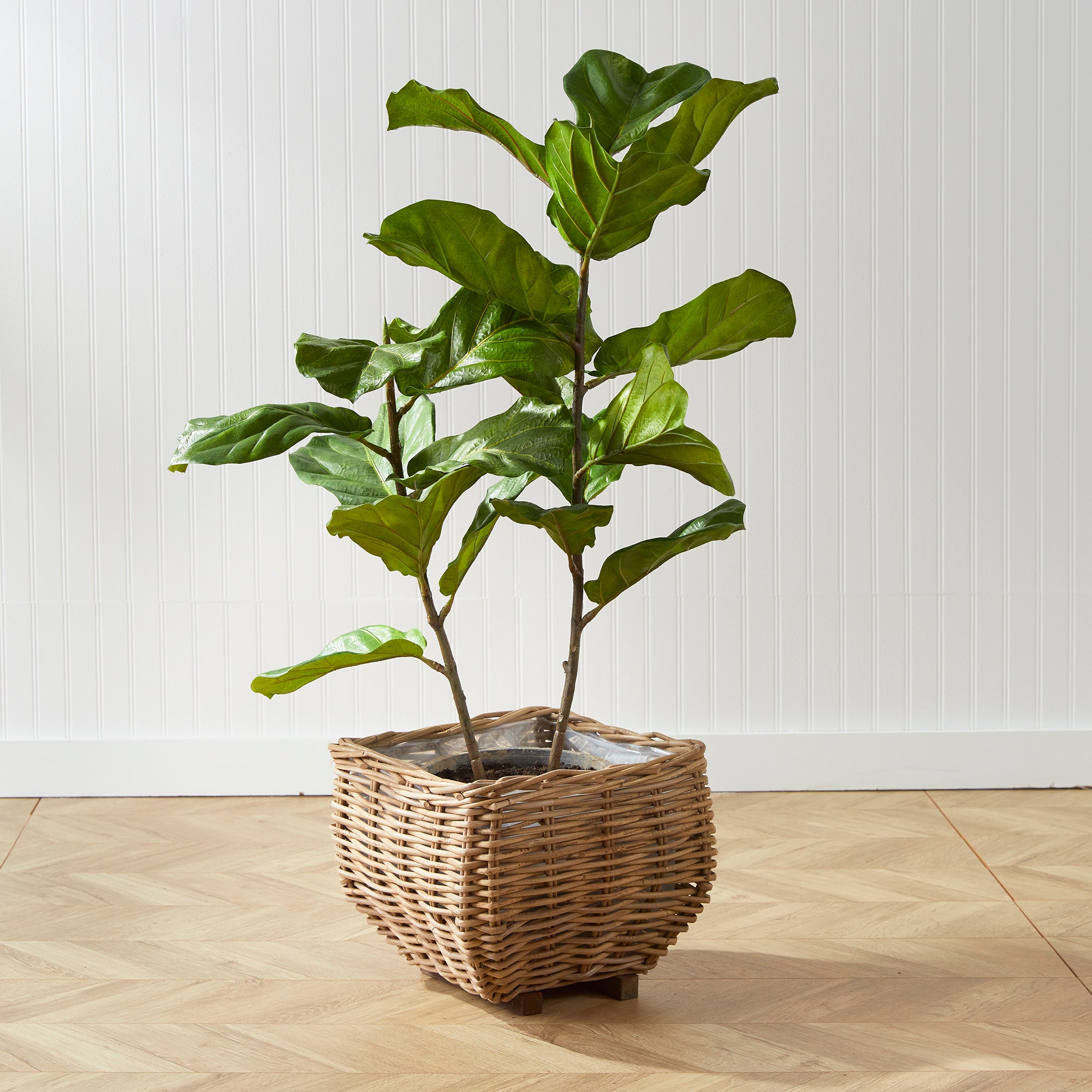 Kellan Fiddle Leaf Fig Potted 43"