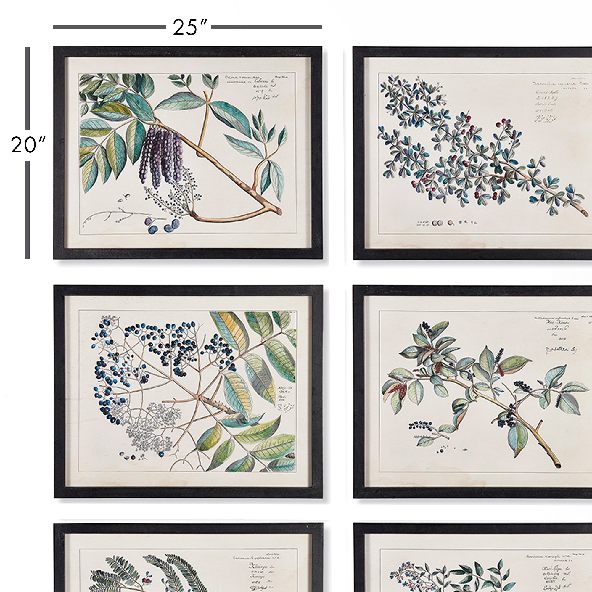Berris Botanical Study, Set of 6