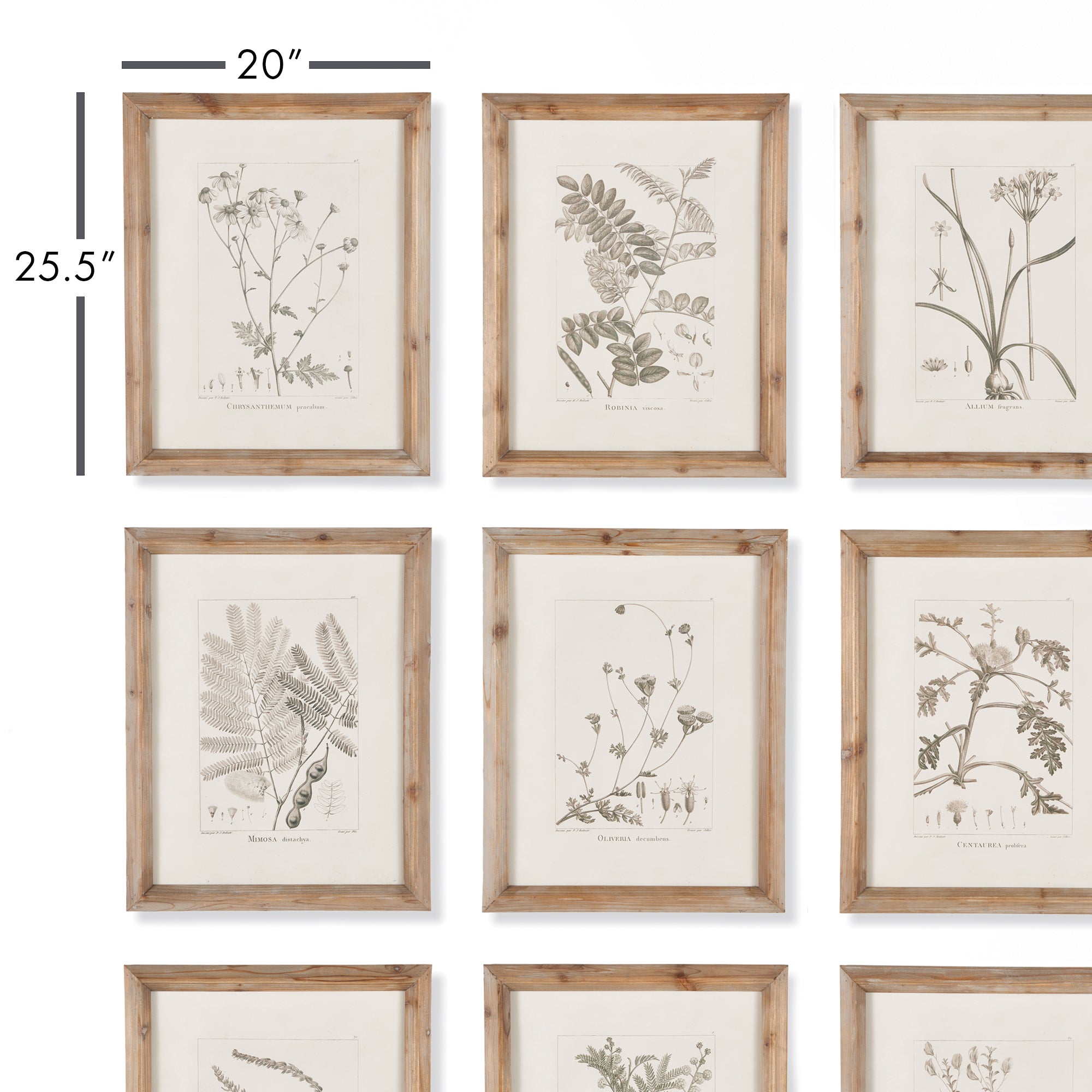 Botaniq Illustrations, Set of 9