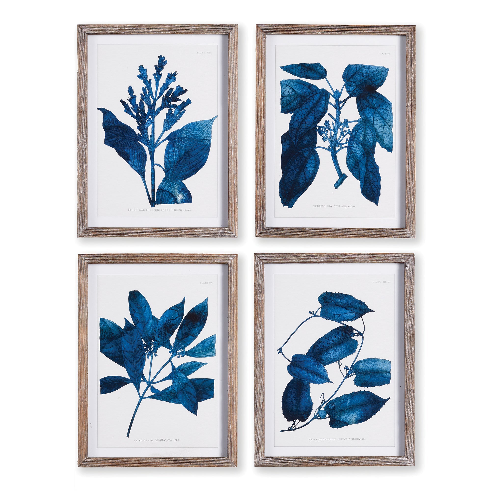 Cobalt Botanicals, Set of 4