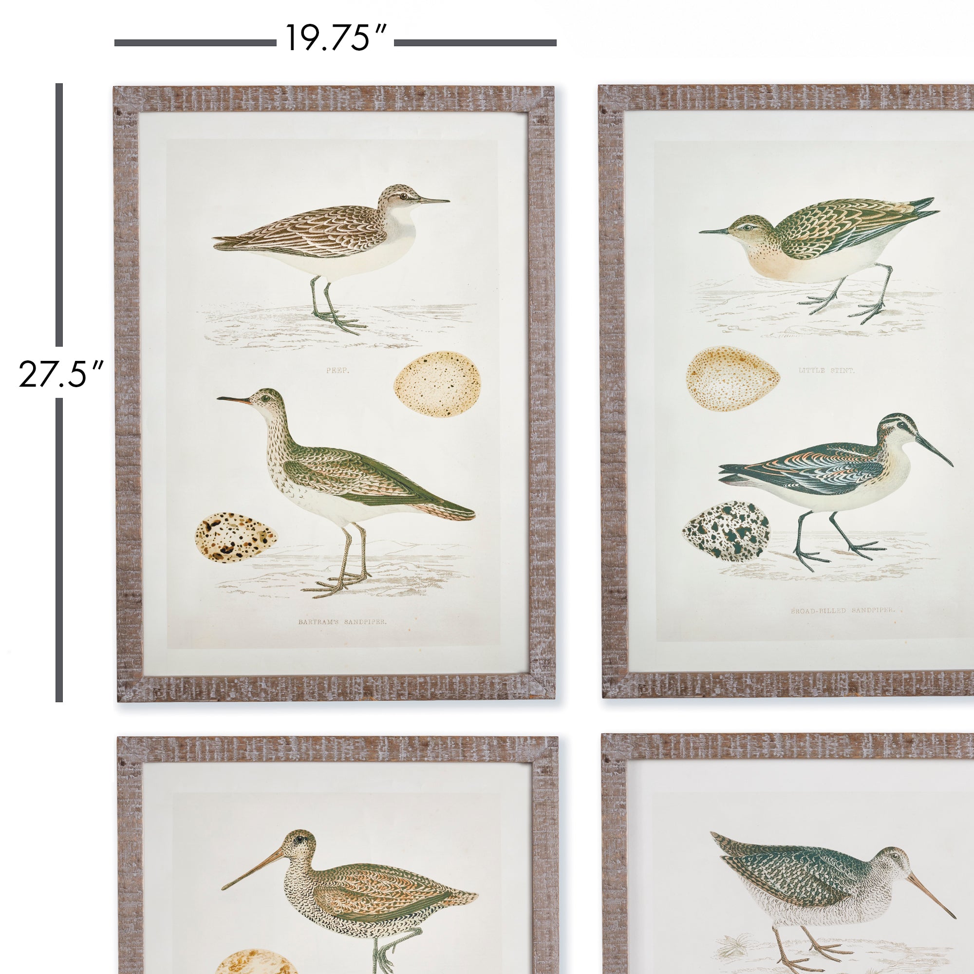 Coastie Birds Study, Set of 4