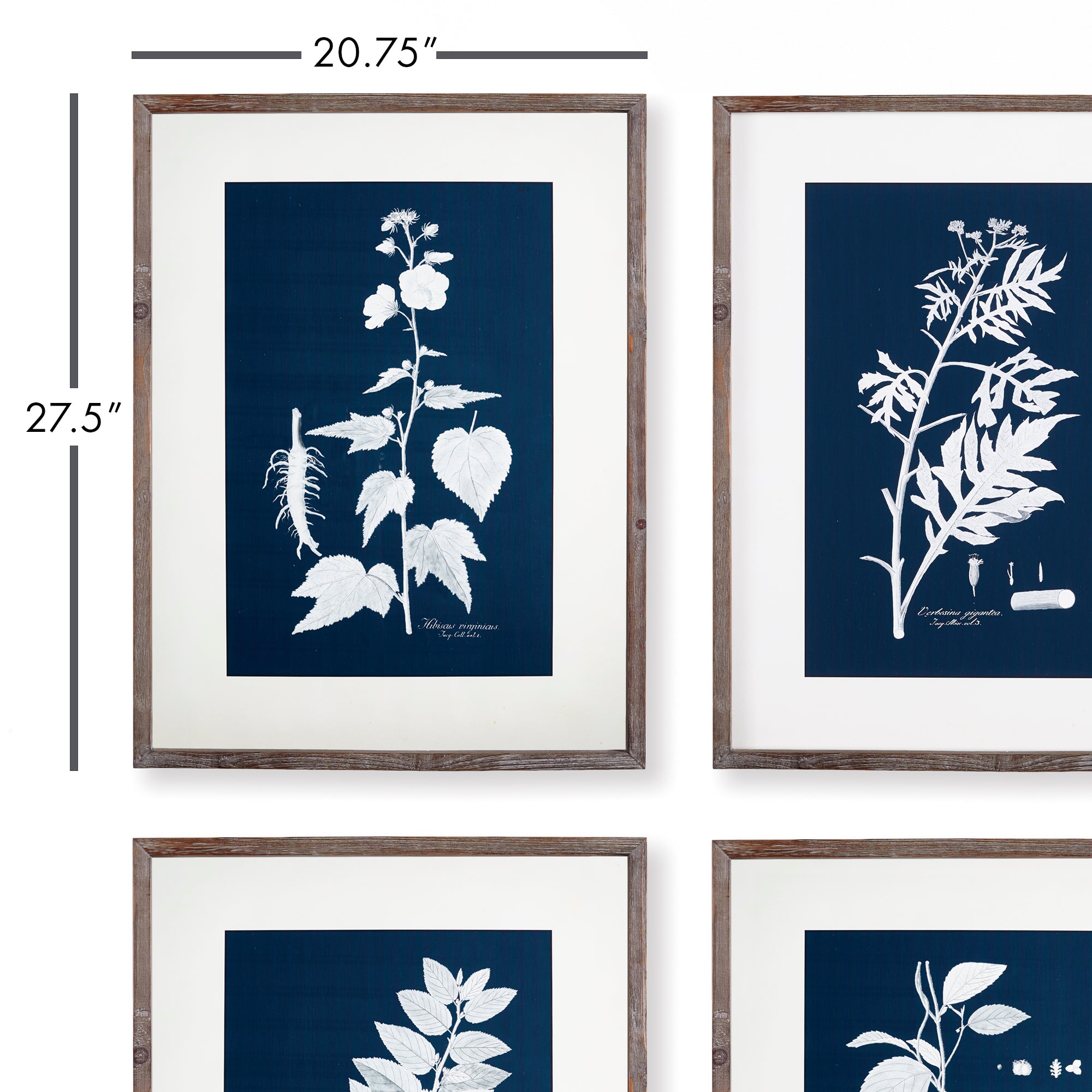Cyanora Botanica Leaf Study, Set of 4