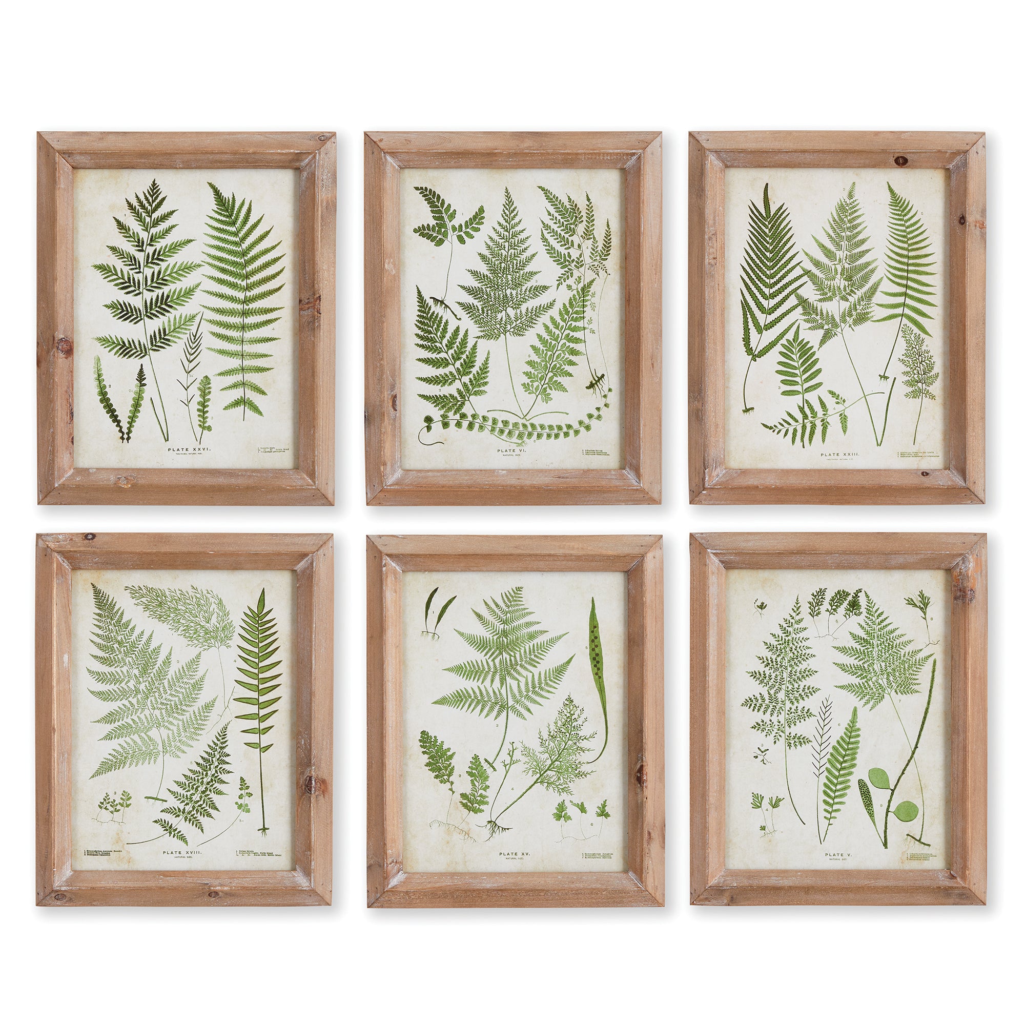 Frondy Study Petite, Set of 6