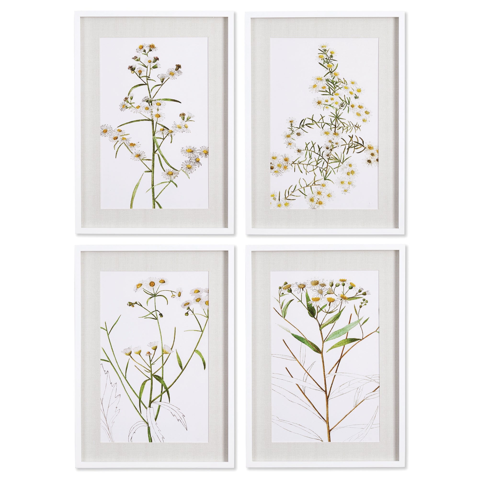 Blooming Daisy Prints Set of 4