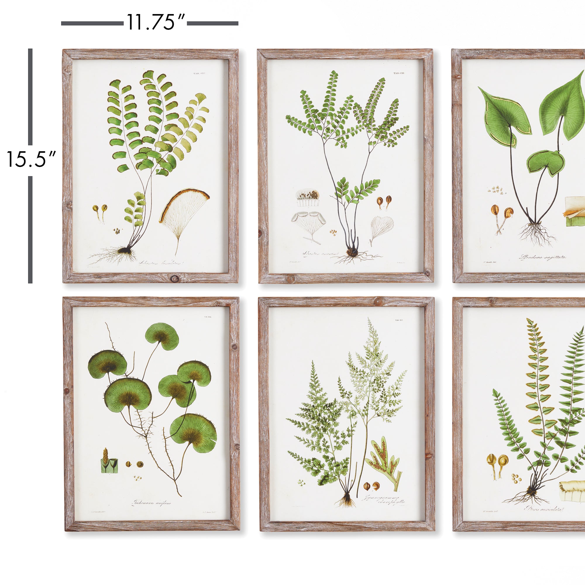 SHADE GARDEN STUDY, SET OF 6