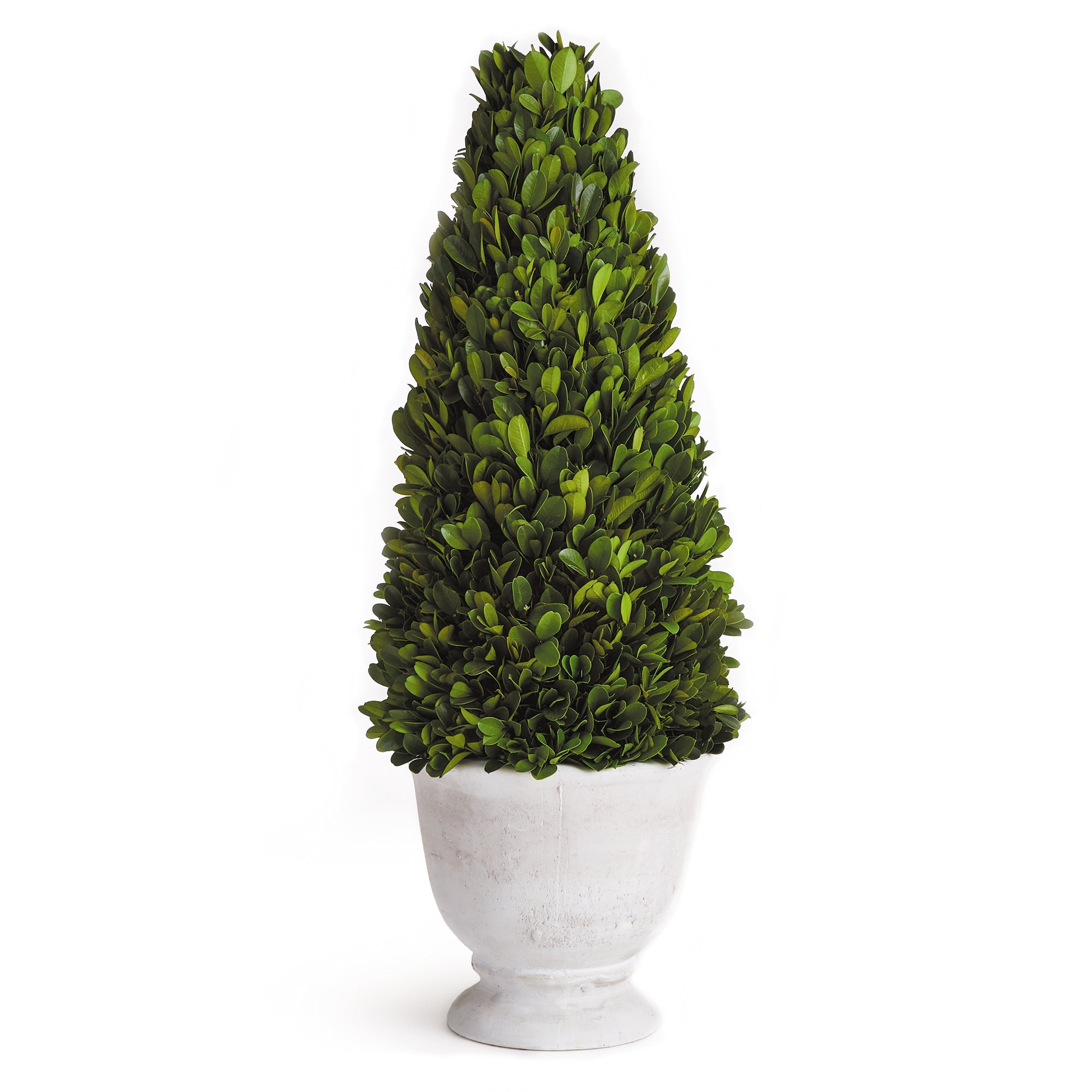 Evergreen Cone Topiary in Pot