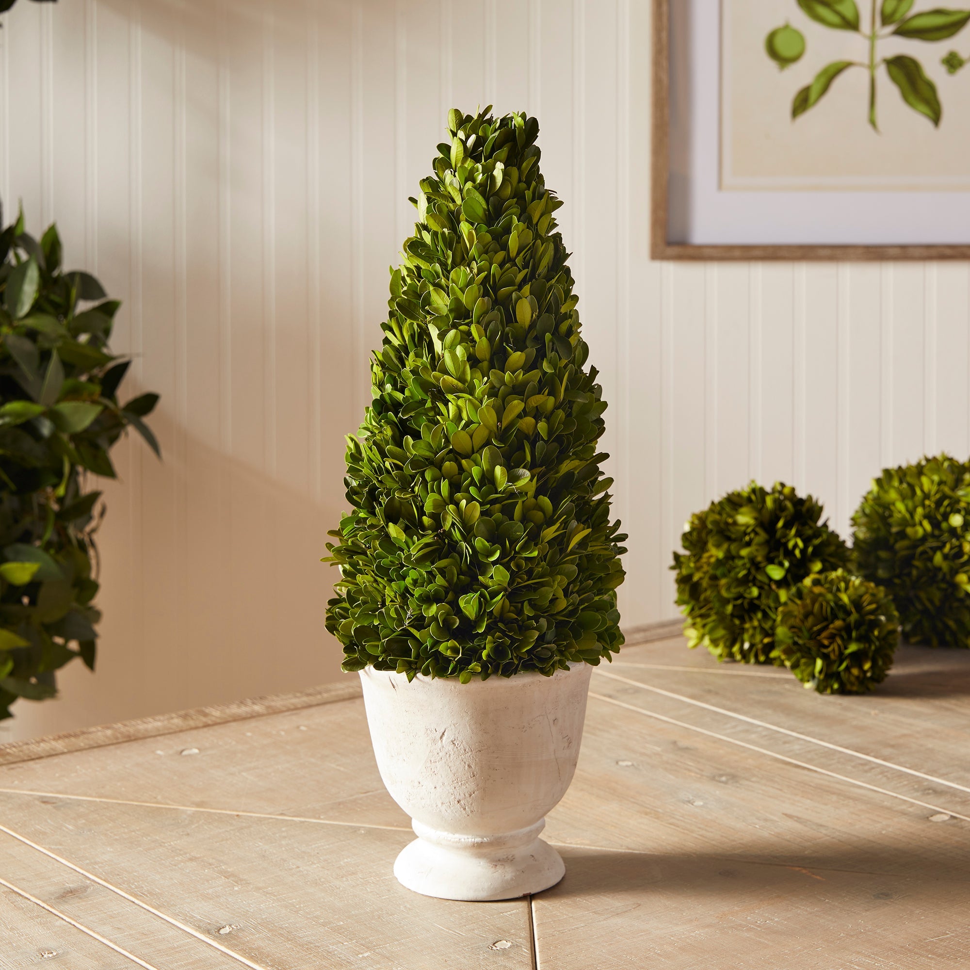 Evergreen Cone Topiary in Pot