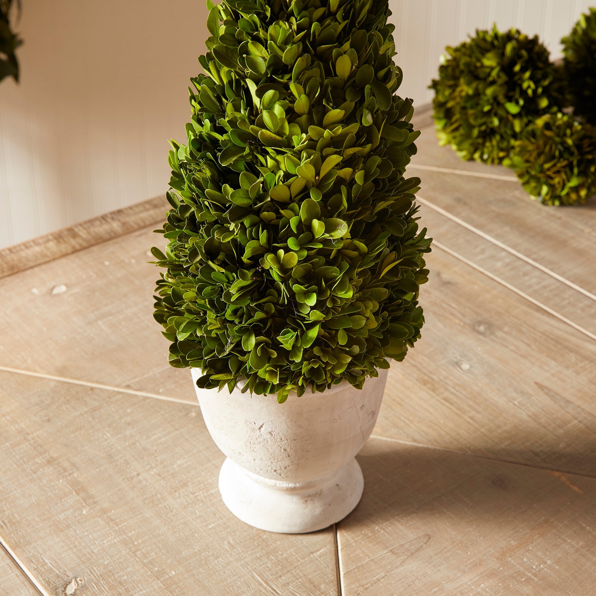 Evergreen Cone Topiary in Pot