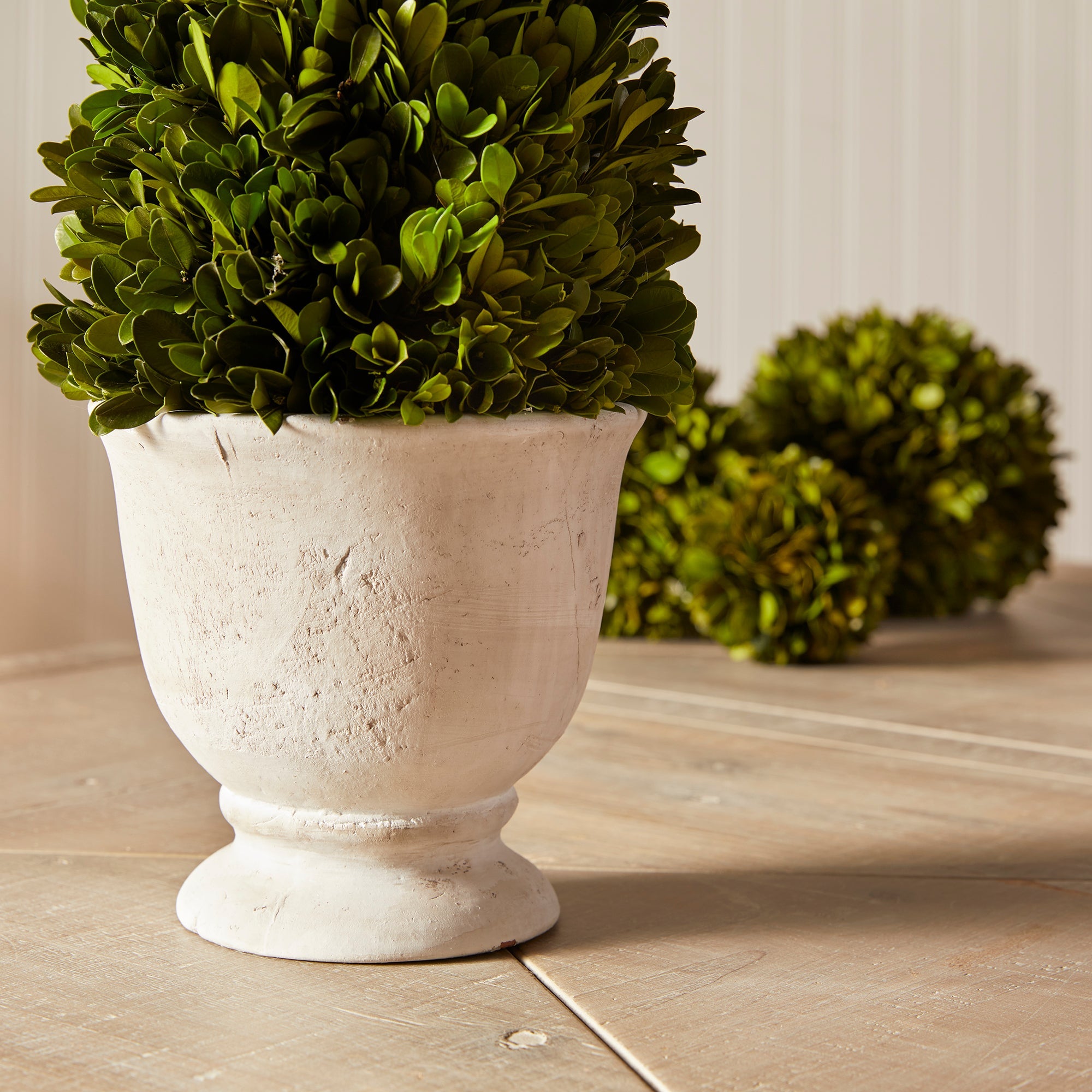 Evergreen Cone Topiary in Pot