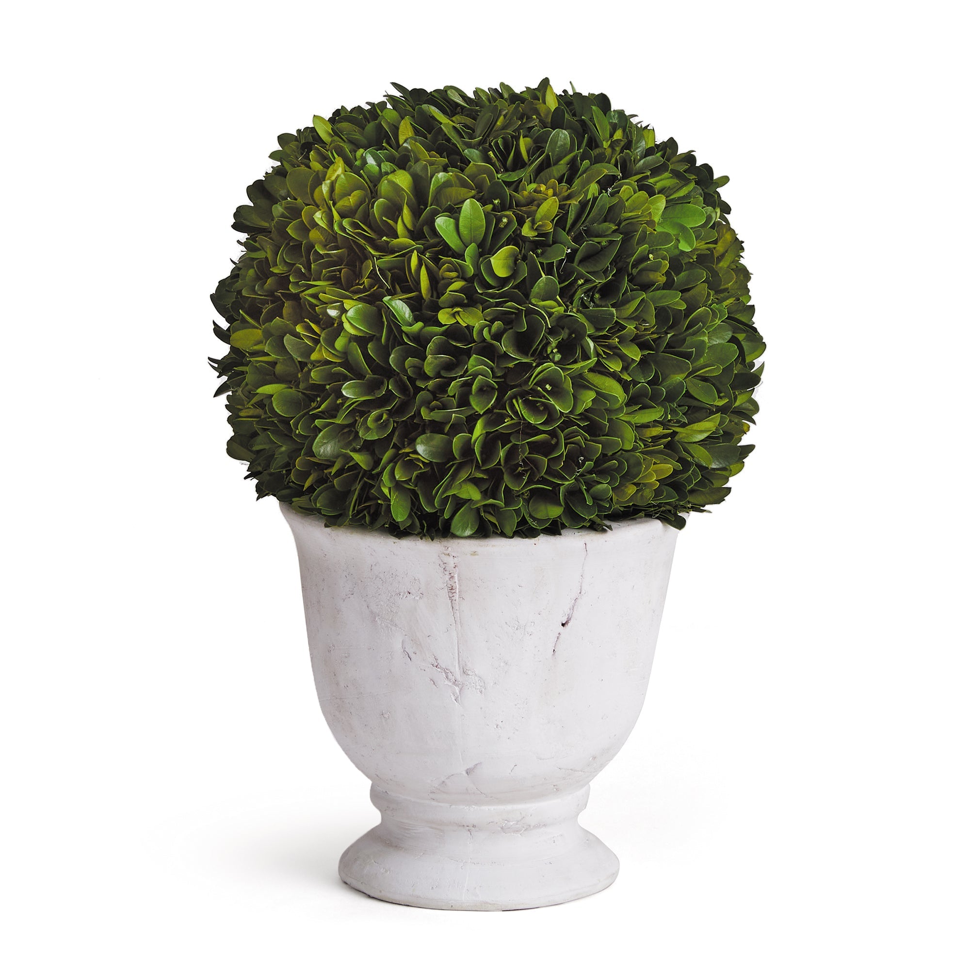 Evergreen Ball Topiary in Pot
