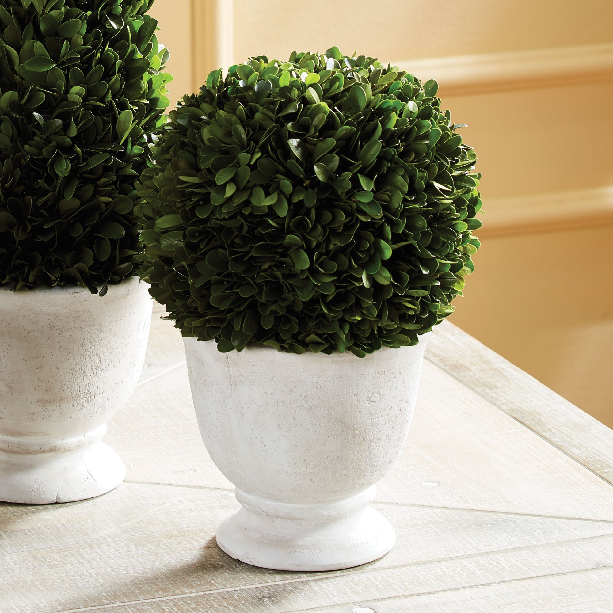 Evergreen Ball Topiary in Pot