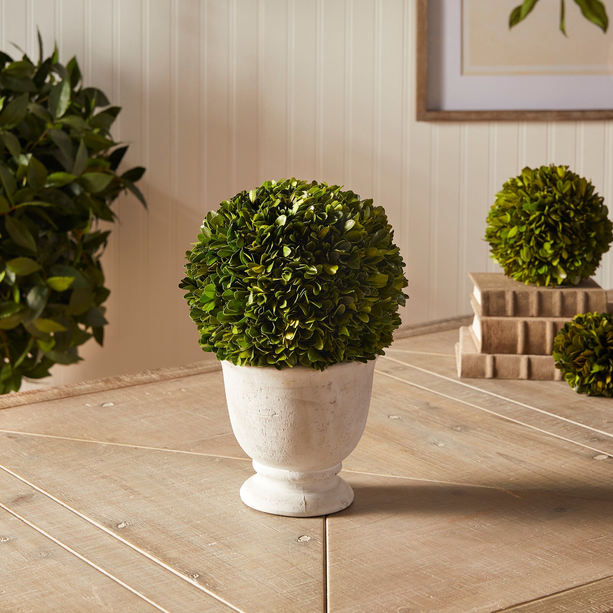 Evergreen Ball Topiary in Pot