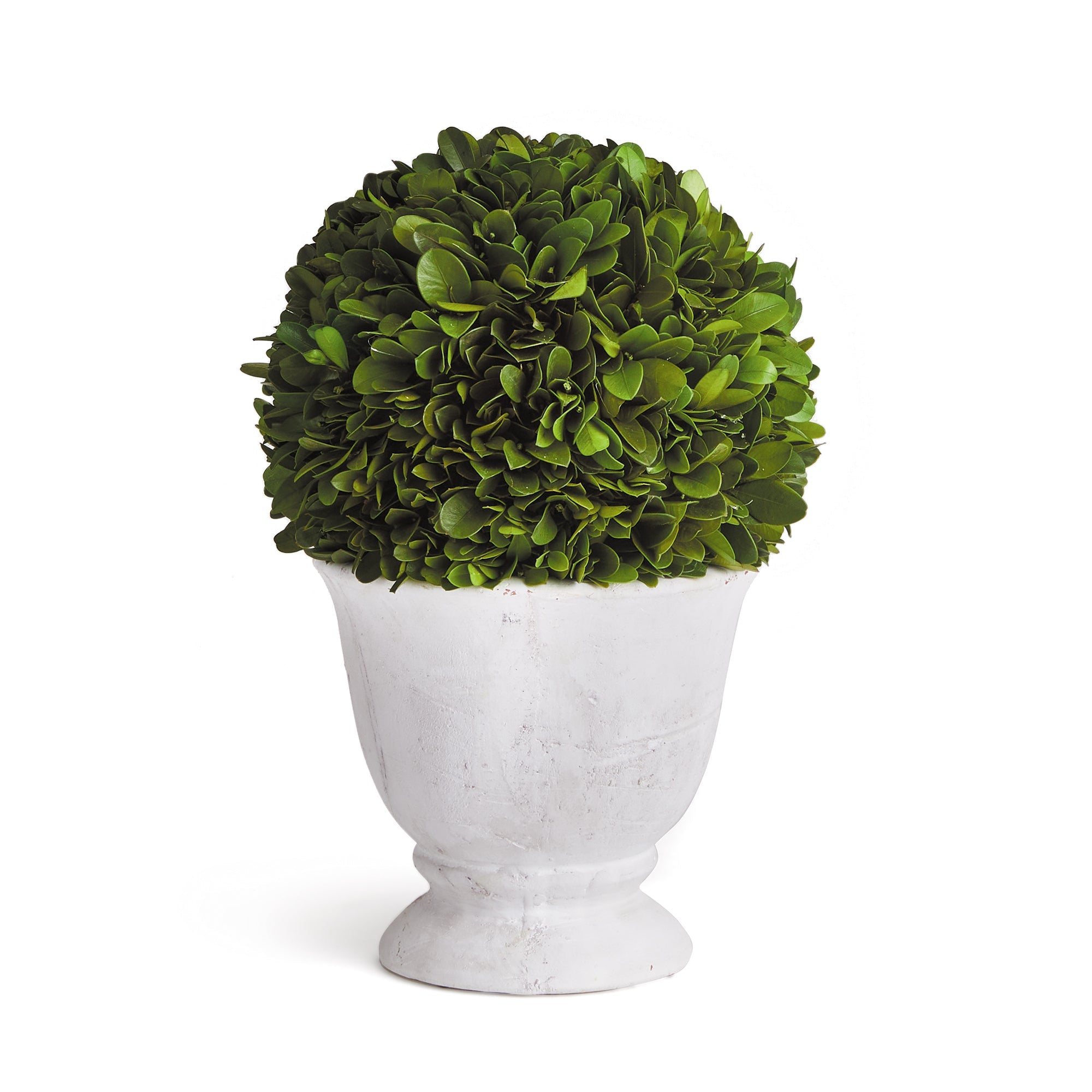 Evergreen Ball Topiary in Pot